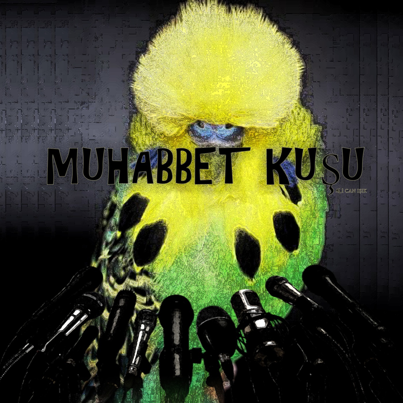 Muhabbet Kuşu 1