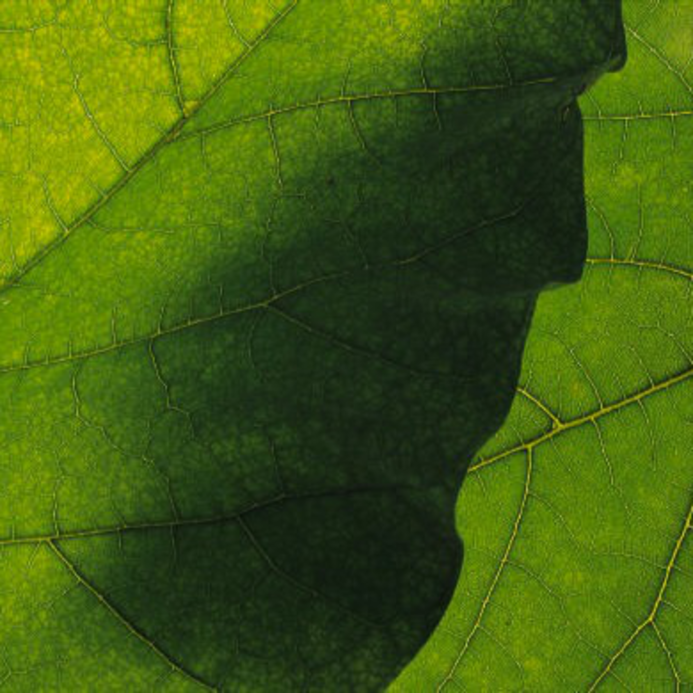 Qualities of Stewardship