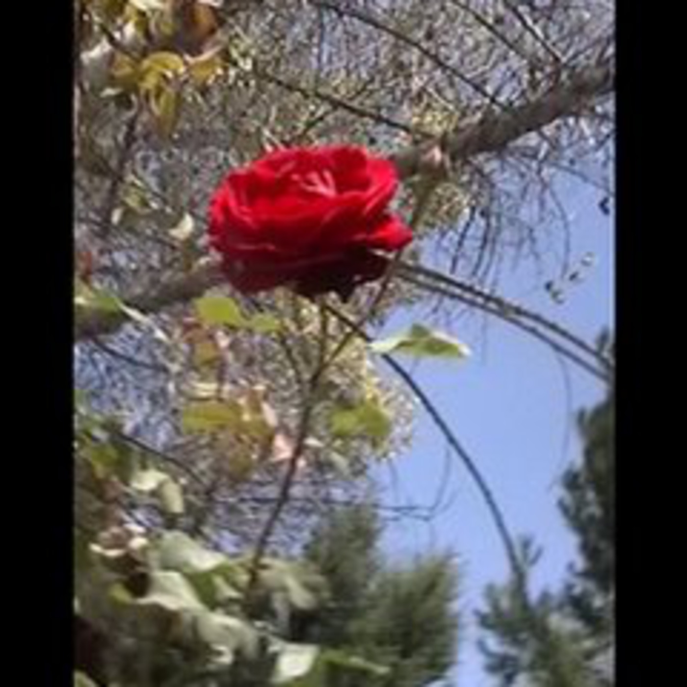 The Nightingale and the Rose by Oscar Wilde