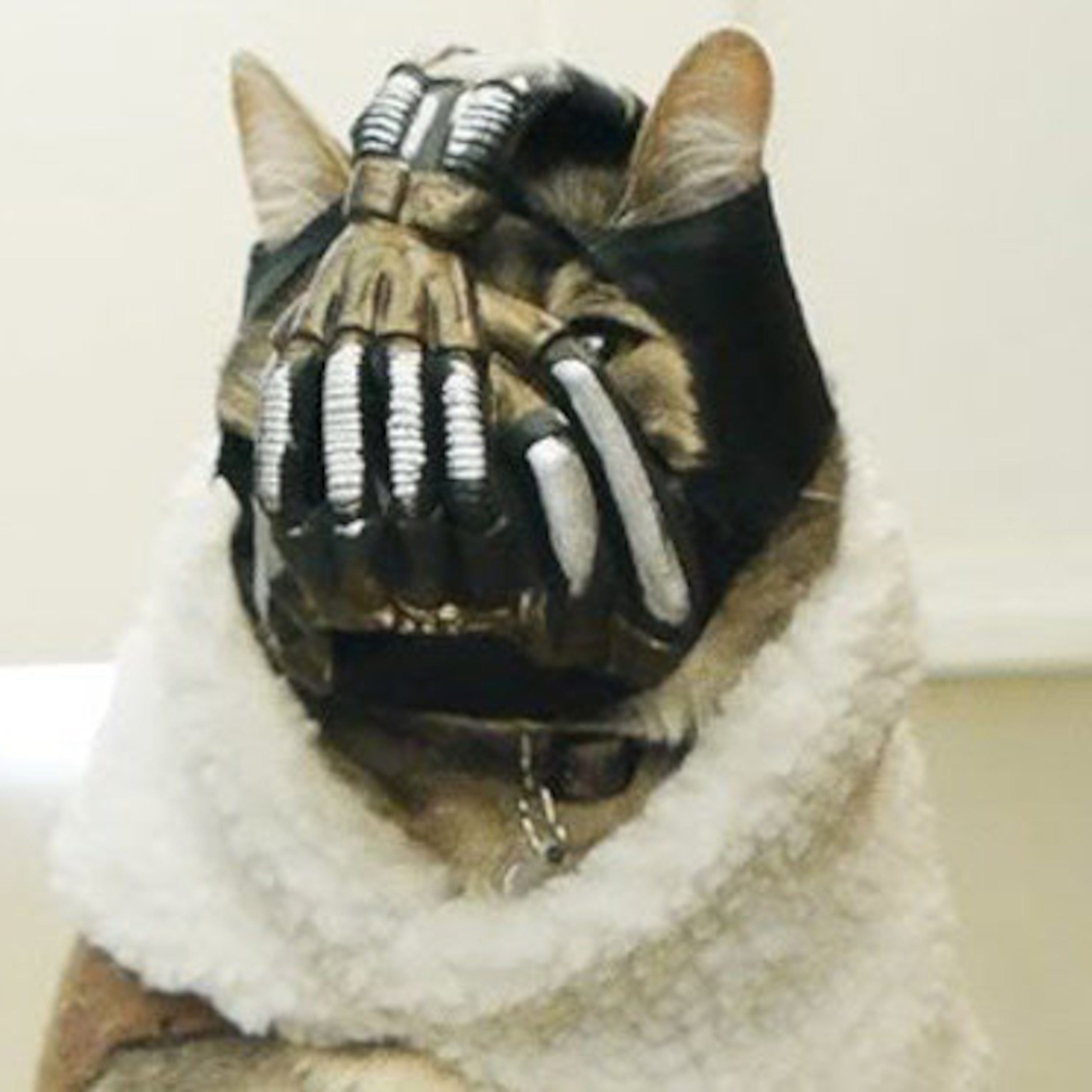 Bossy Bane Cat