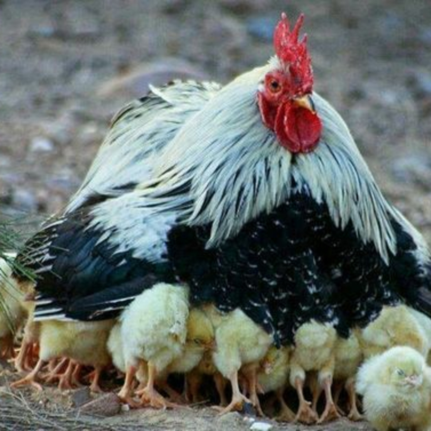 Episode 89: Gathered as Chicks episode artwork