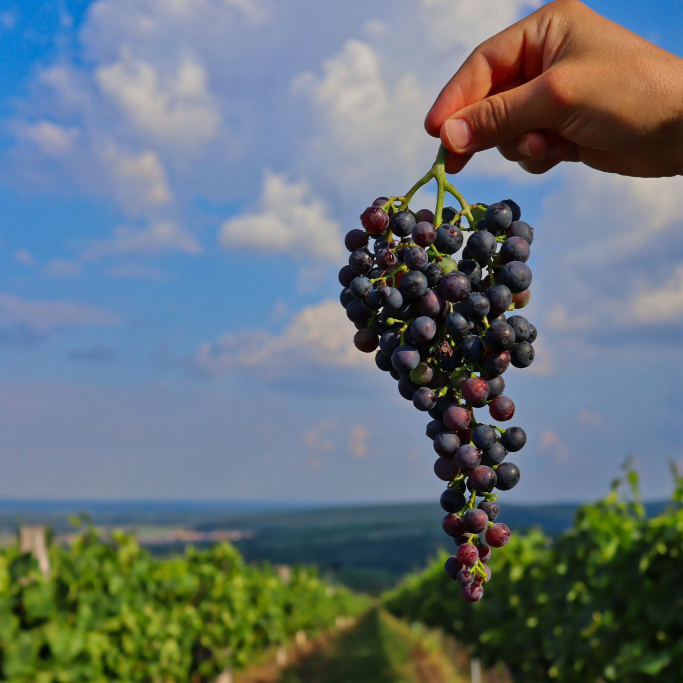 Episode 120: In the Hand of the Vintner episode artwork