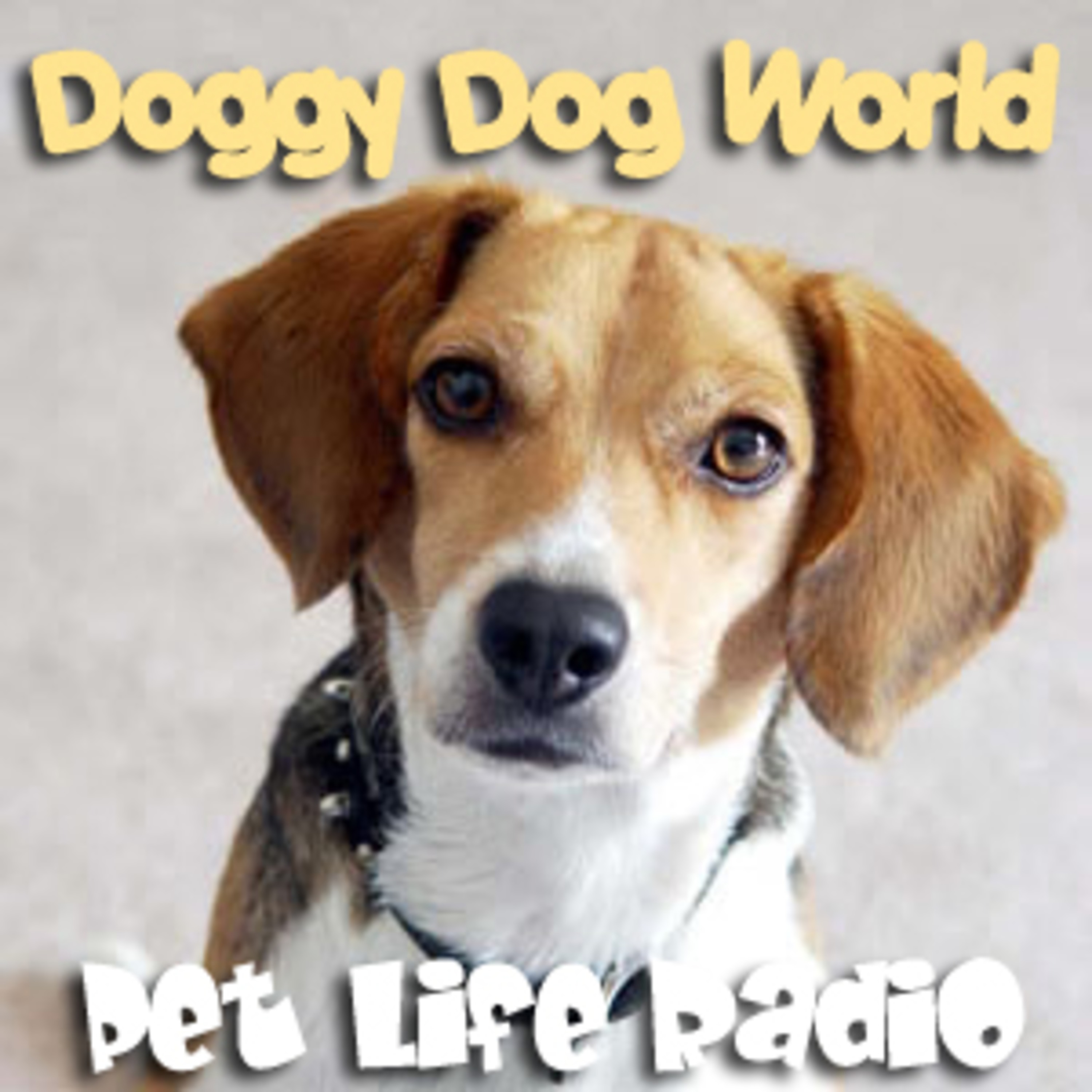 It's A Doggy Dog World - Episode 96 New Favorite Dog Products episode artwork