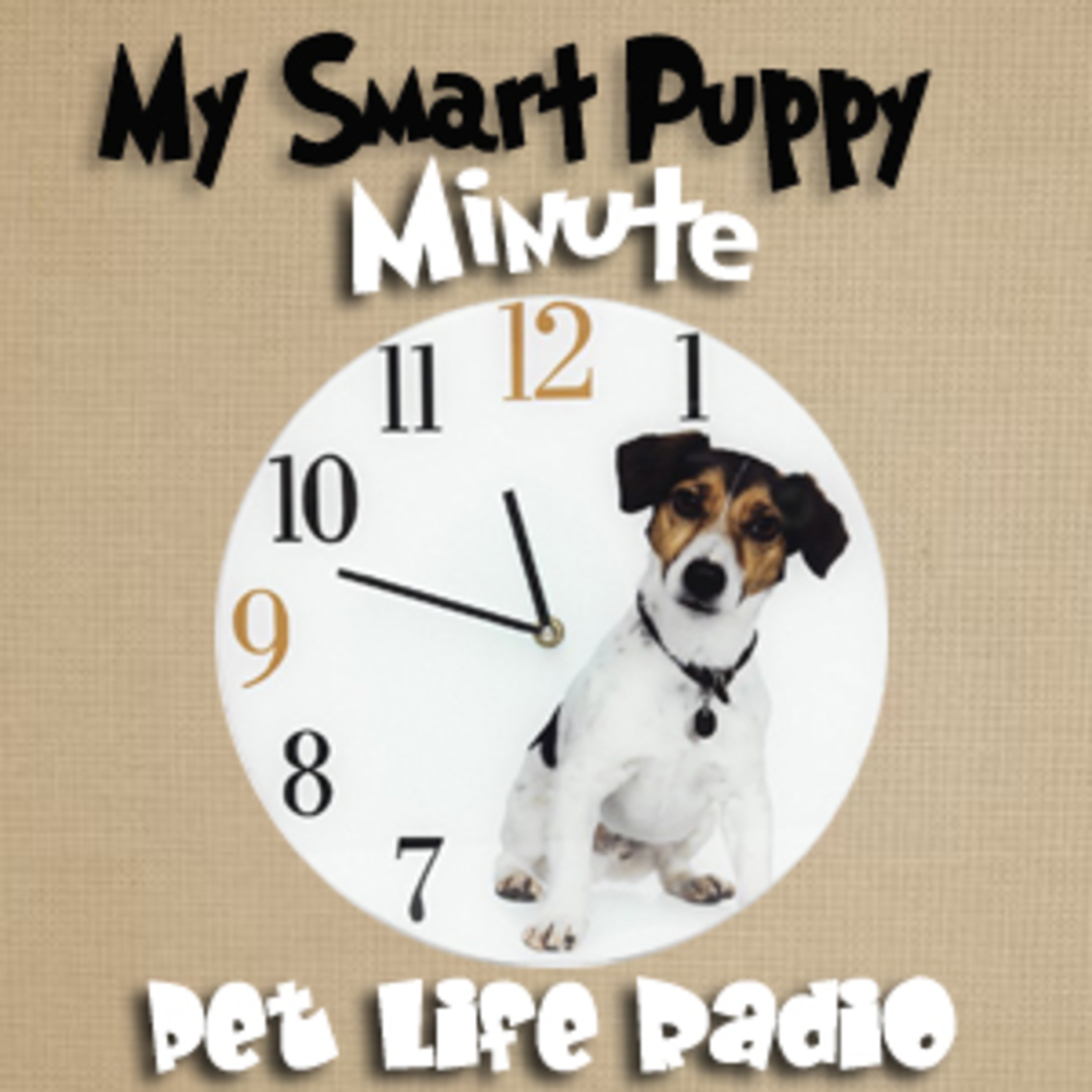 My Smart Puppy Minute Episode 12 Staying in Hotels with Dogs episode artwork
