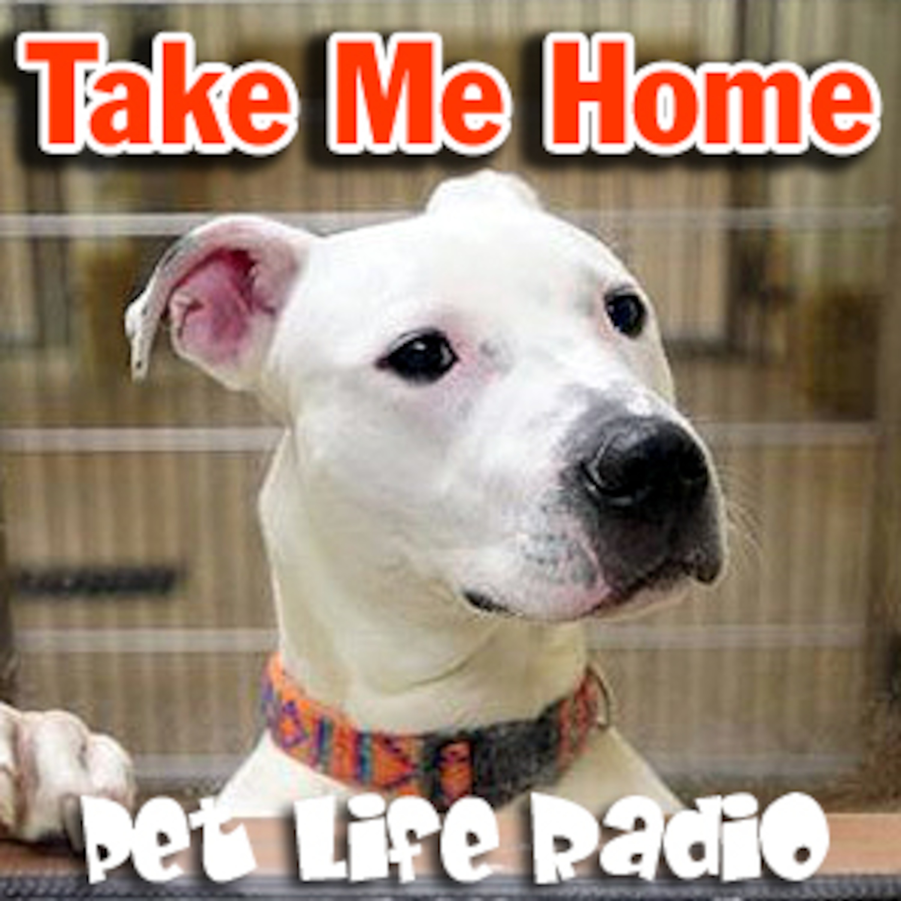 Take Me Home - Episode 109 Basil and Thyme - A Pair of Dazzling Maine Coon Cat ‘Parlor Panthers’ episode artwork