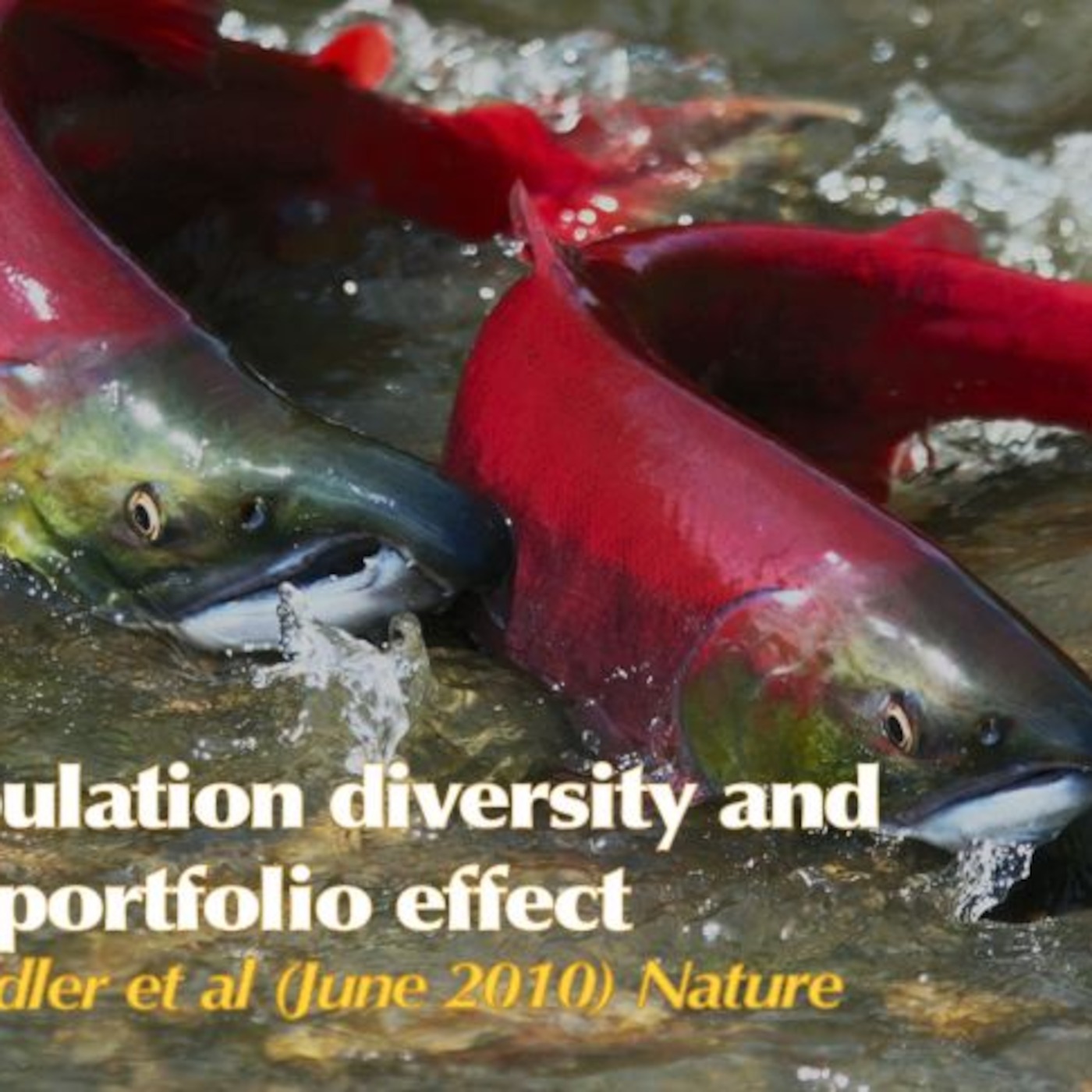 Sockeye Salmon Population Diversity & Portfolio Effects 