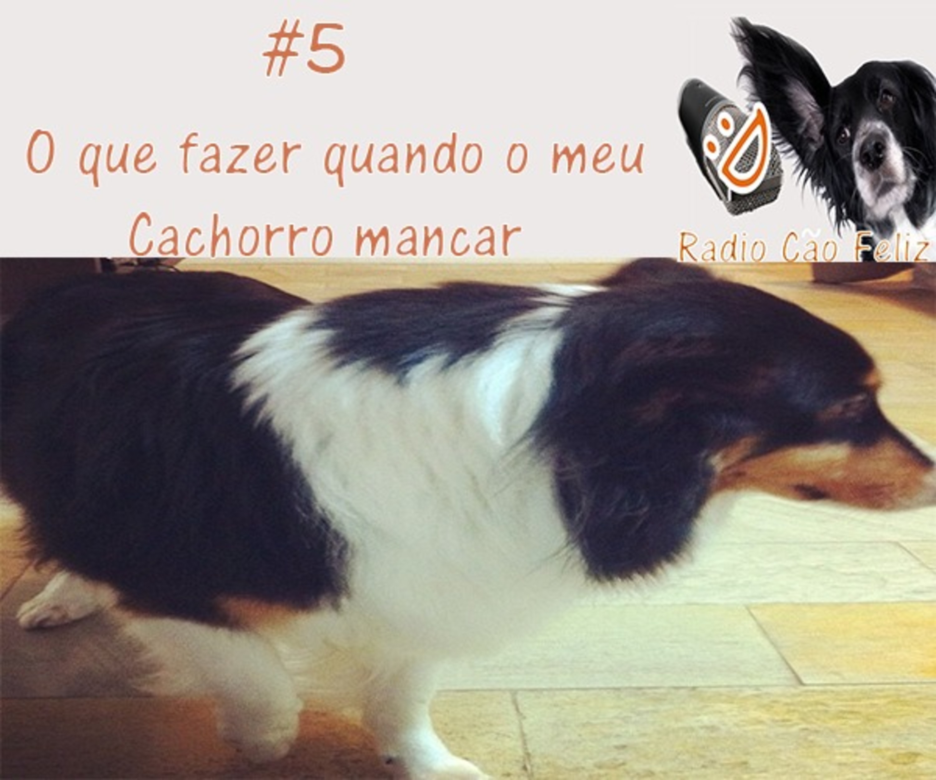 Radio Cão Feliz