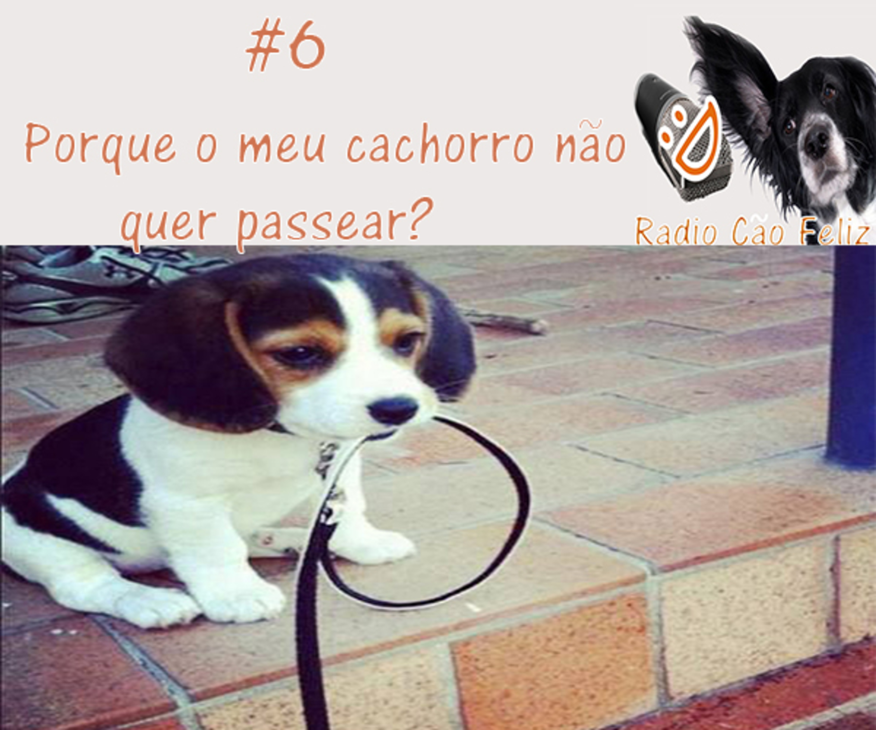 Radio Cão Feliz