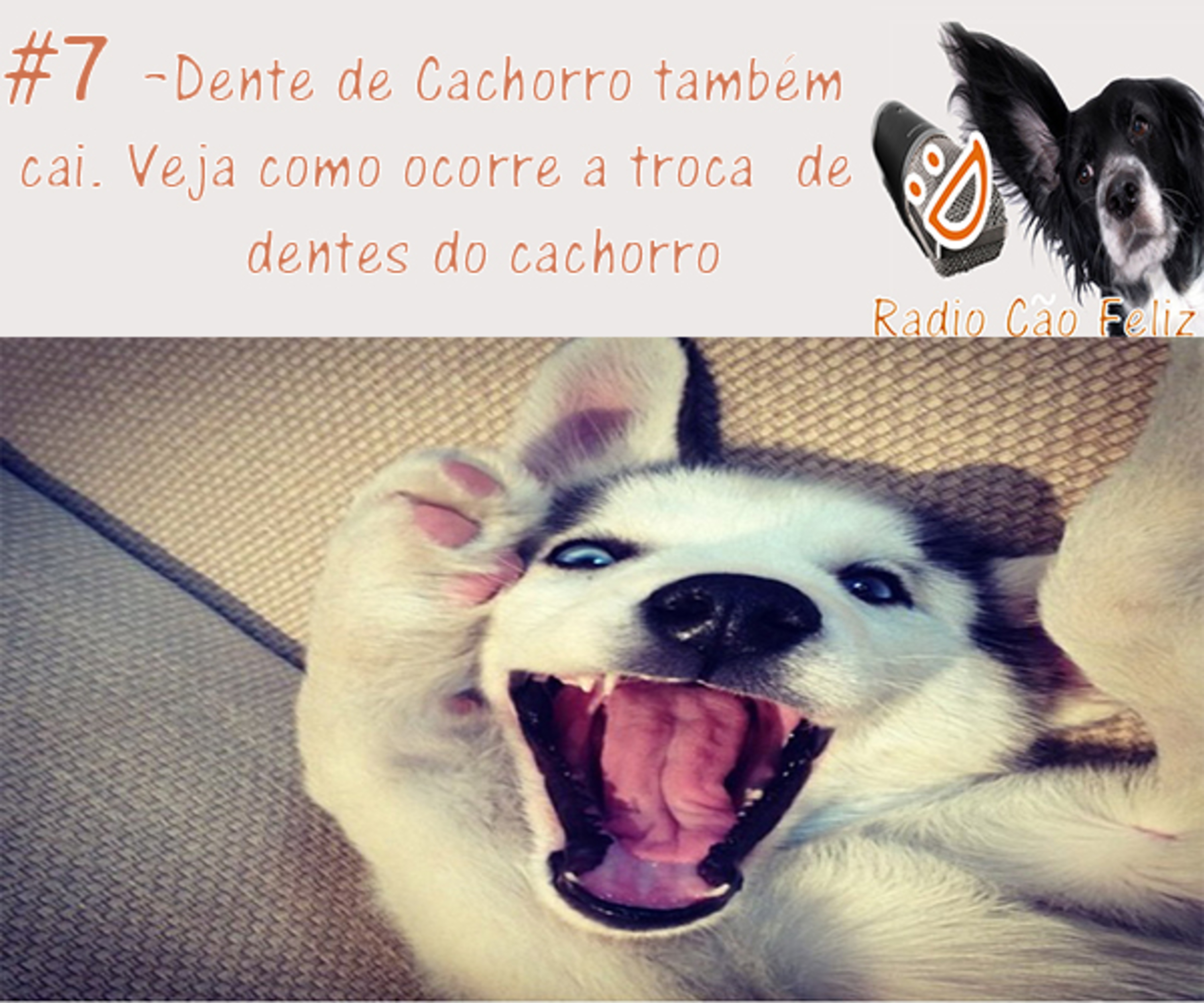 Radio Cão Feliz