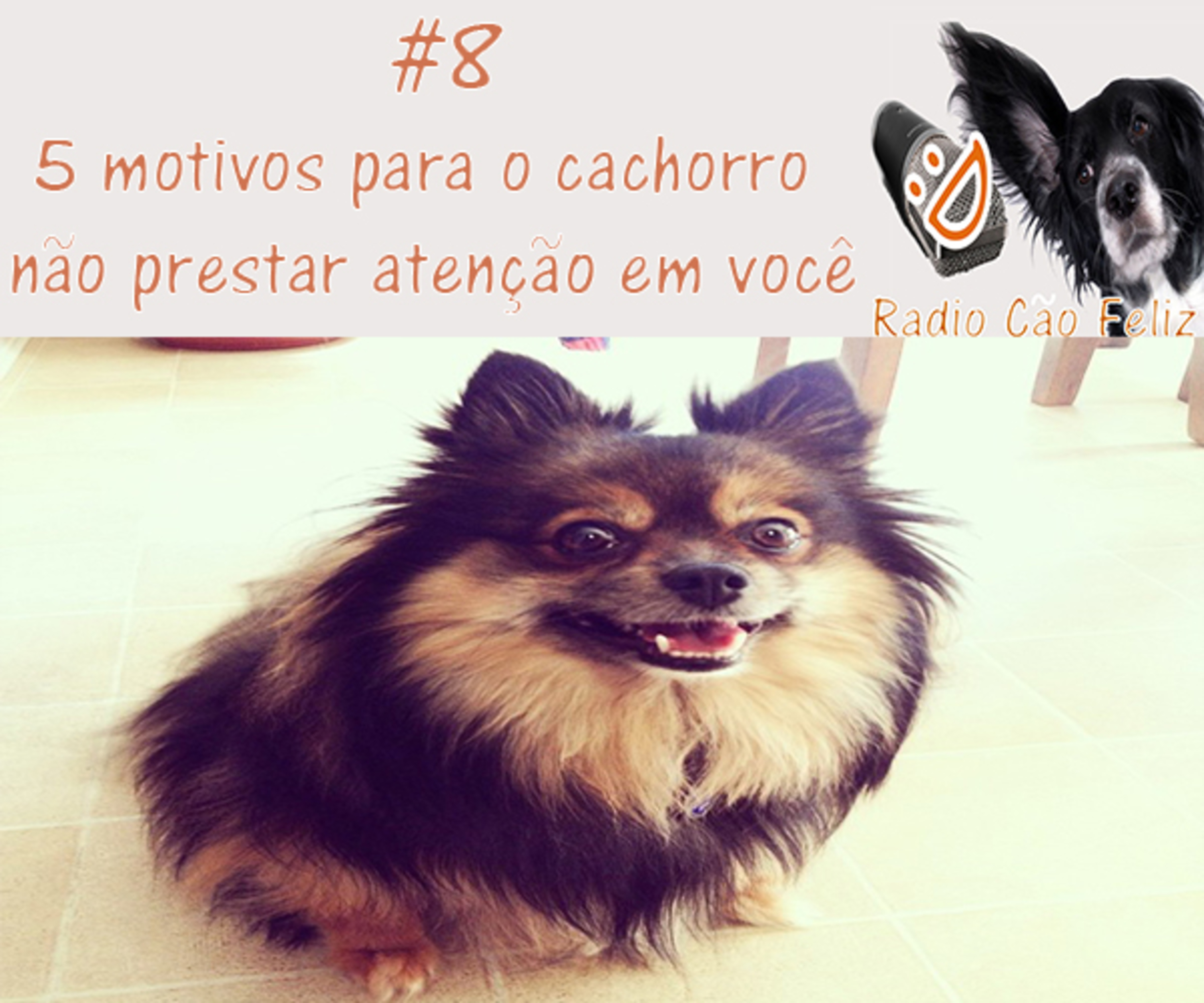 Radio Cão Feliz