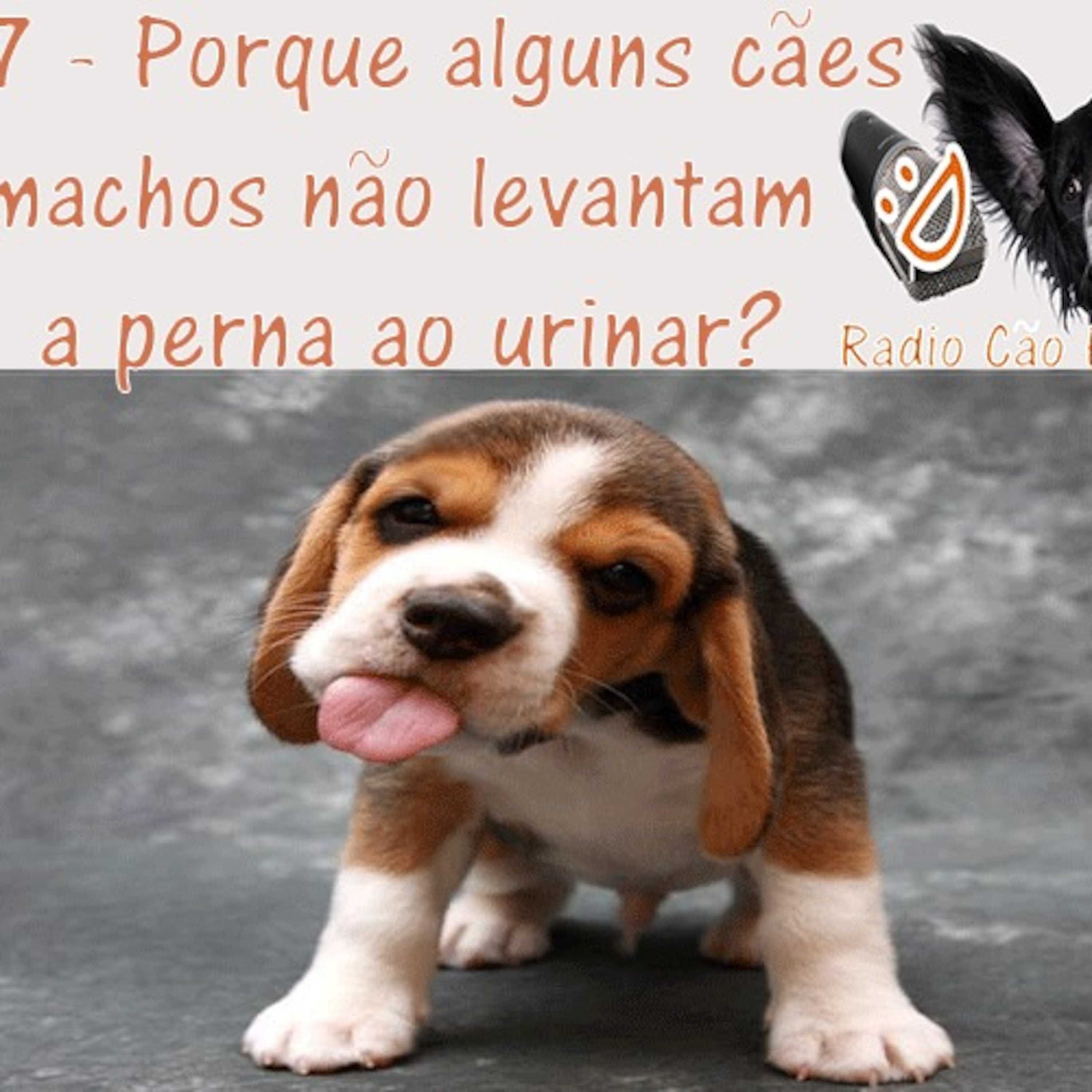 Radio Cão Feliz