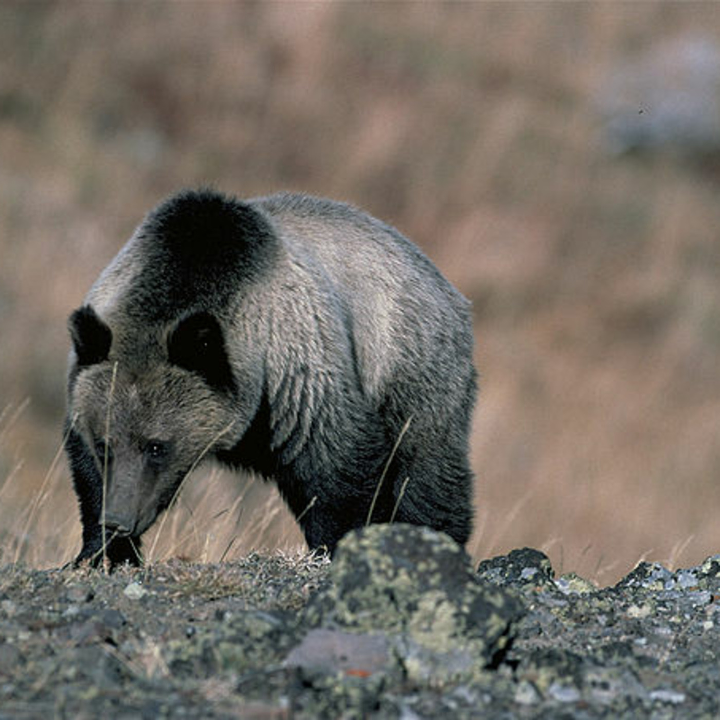 For A Green Future: Slaughtering Bears in Alaska! 091524 Episode 290