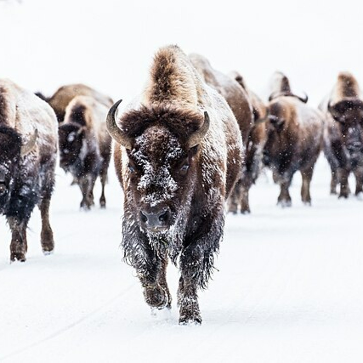 For A Green Future: The Bison Slaughter Begins! 030925 Episode 315