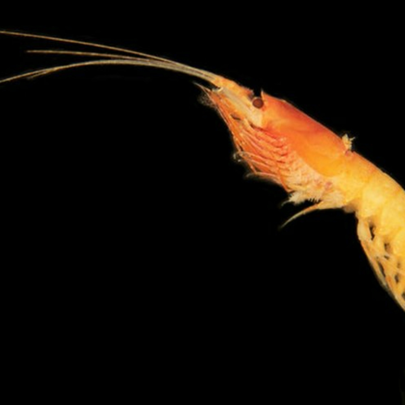 Episode 348: For A Green Future: Krill! Krill! Krill! 102625 Episode 347 Episode 348: For A Green Future: Krill! Krill! Krill! 102625 Episode 347