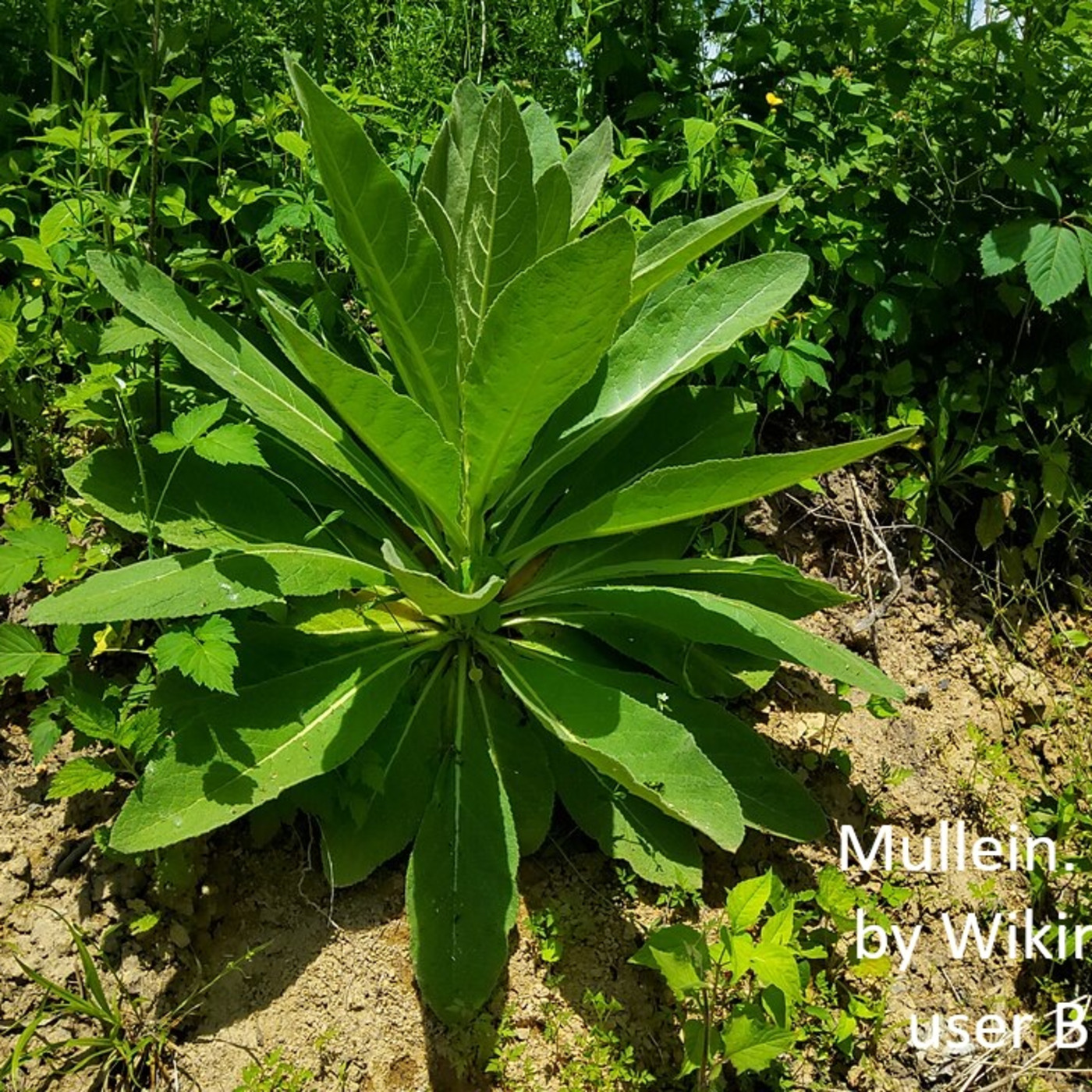 For A Green Future: Sustaining Sustainability! Episode 360, Dec 25, 2026