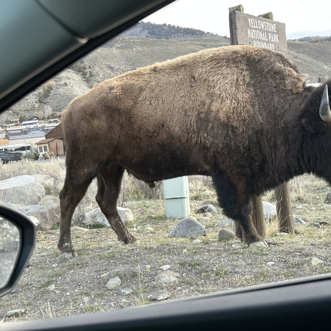 For A Green Future: Yellowstone and Bison! Episode 369 March 29, 2026