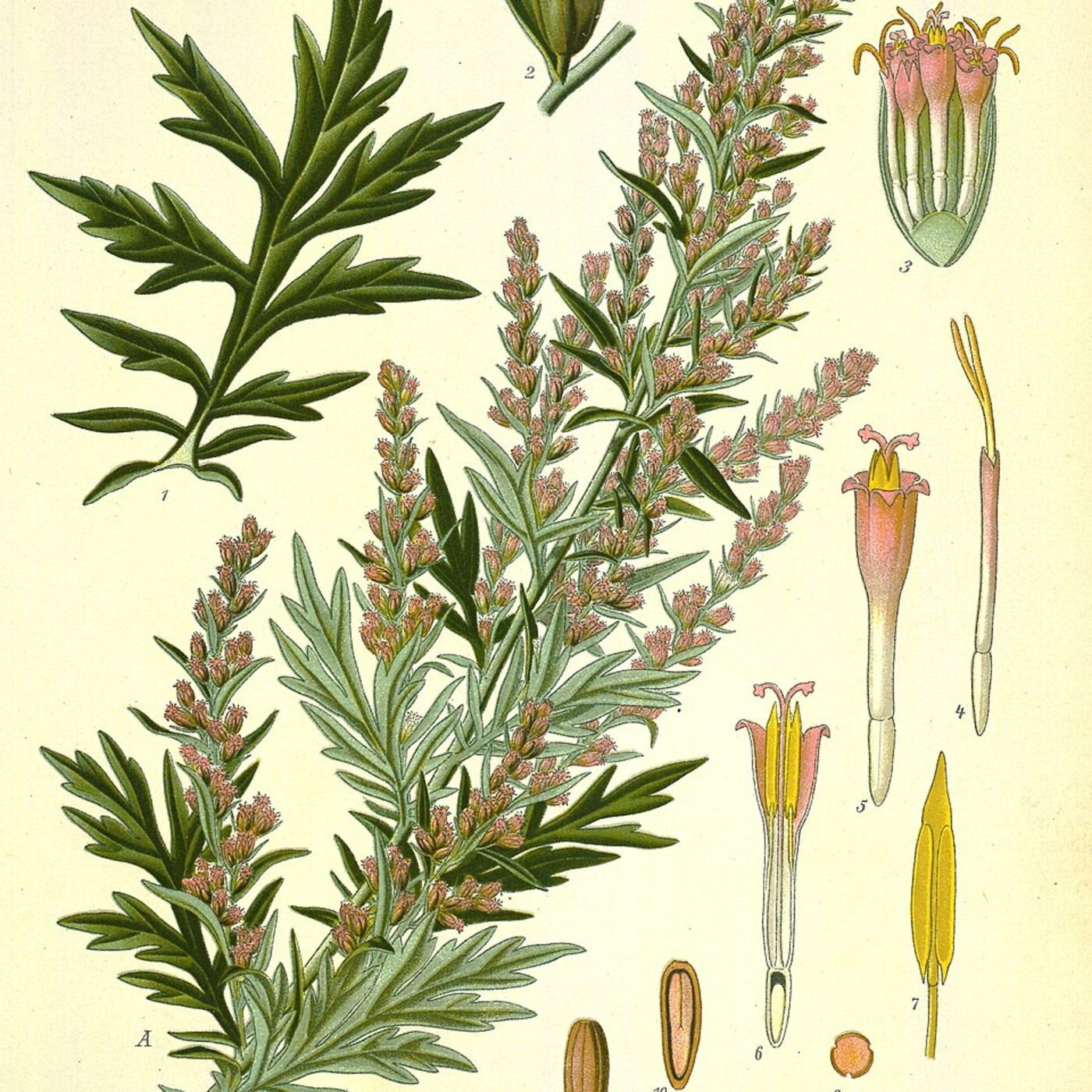 For A Green Future: Mugwort! Episode 373 April 26, 2026