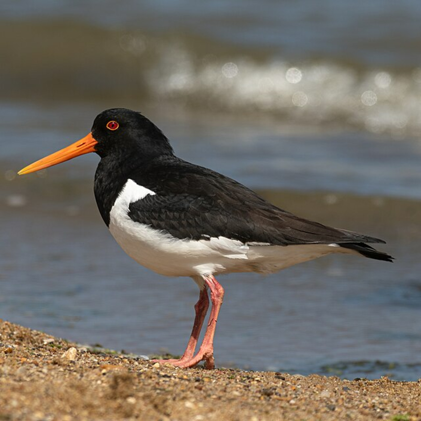 For A Green Future: Return of the Birds? 050326 Episode 375