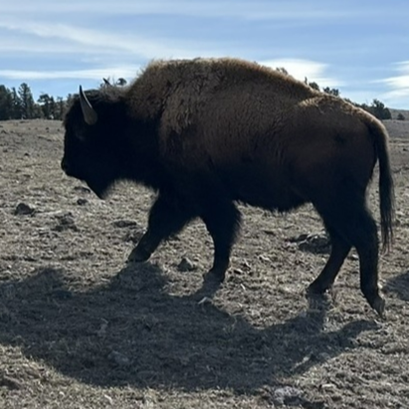 Episode 378: For A Green Future: Bison Threatened Again! Episode 377 May 24, 2026 episode artwork