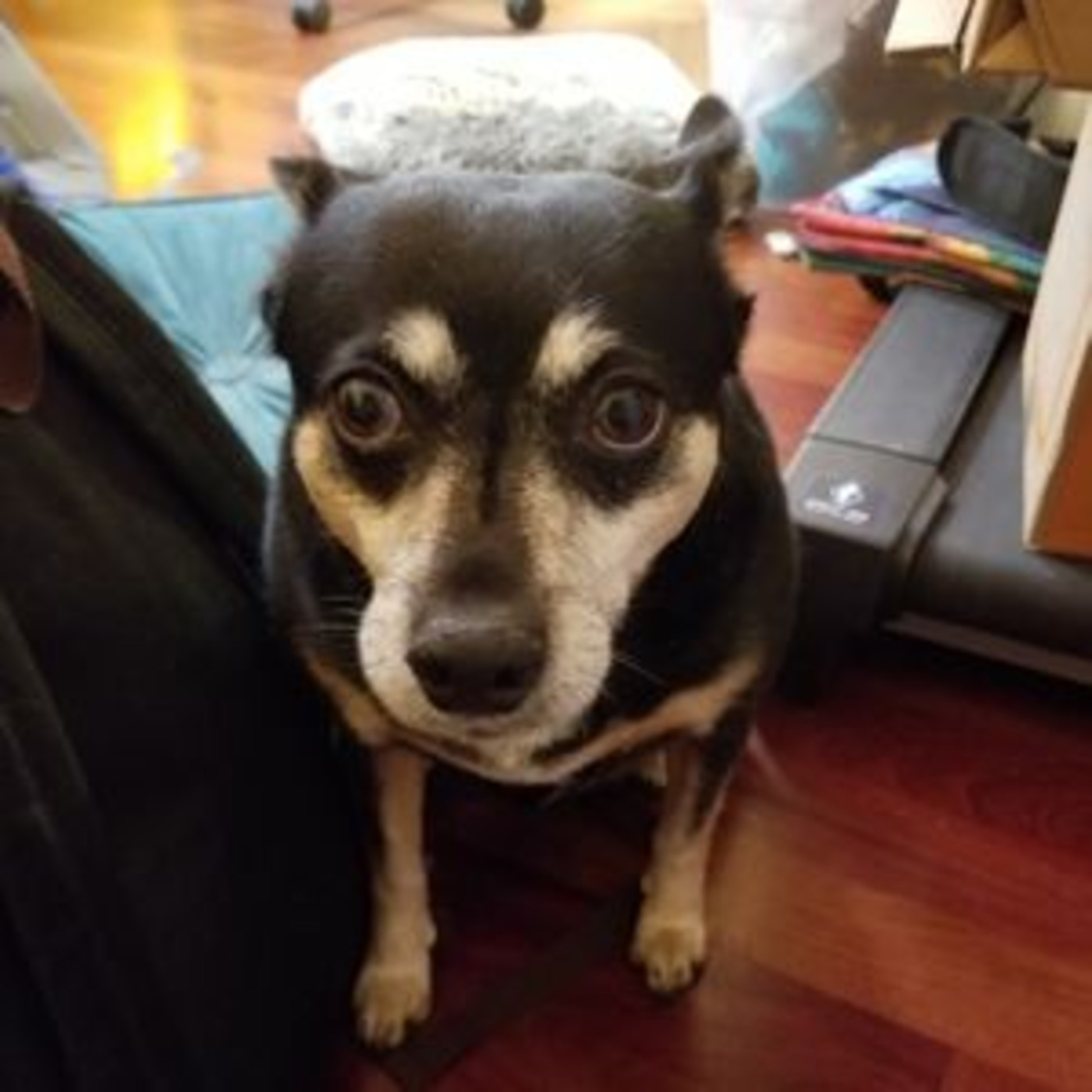RONS Podcast