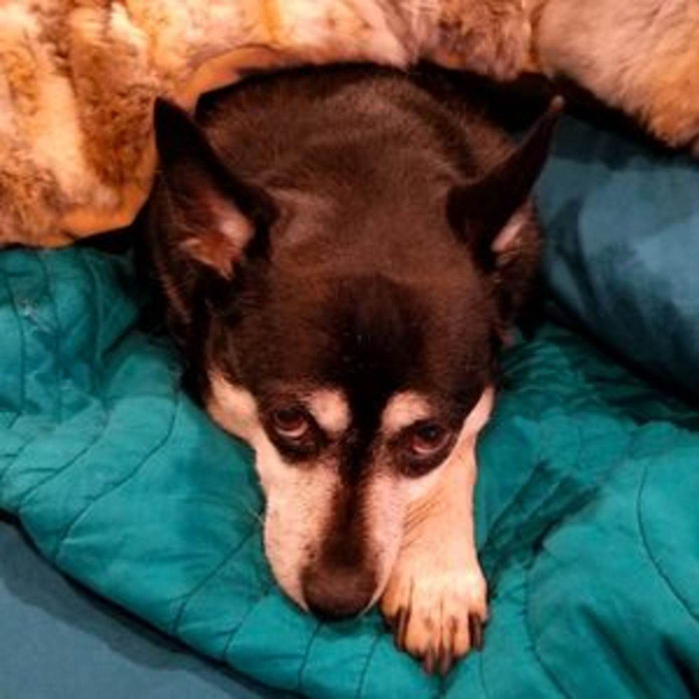 RONS Podcast