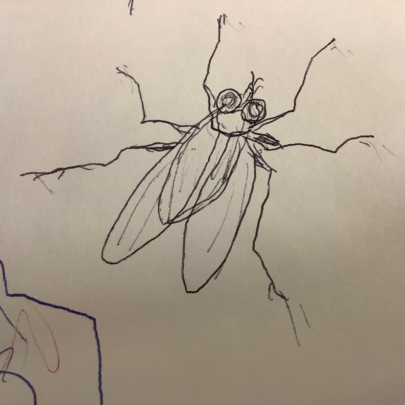 I Am Just a Citizen From the Land of Flies