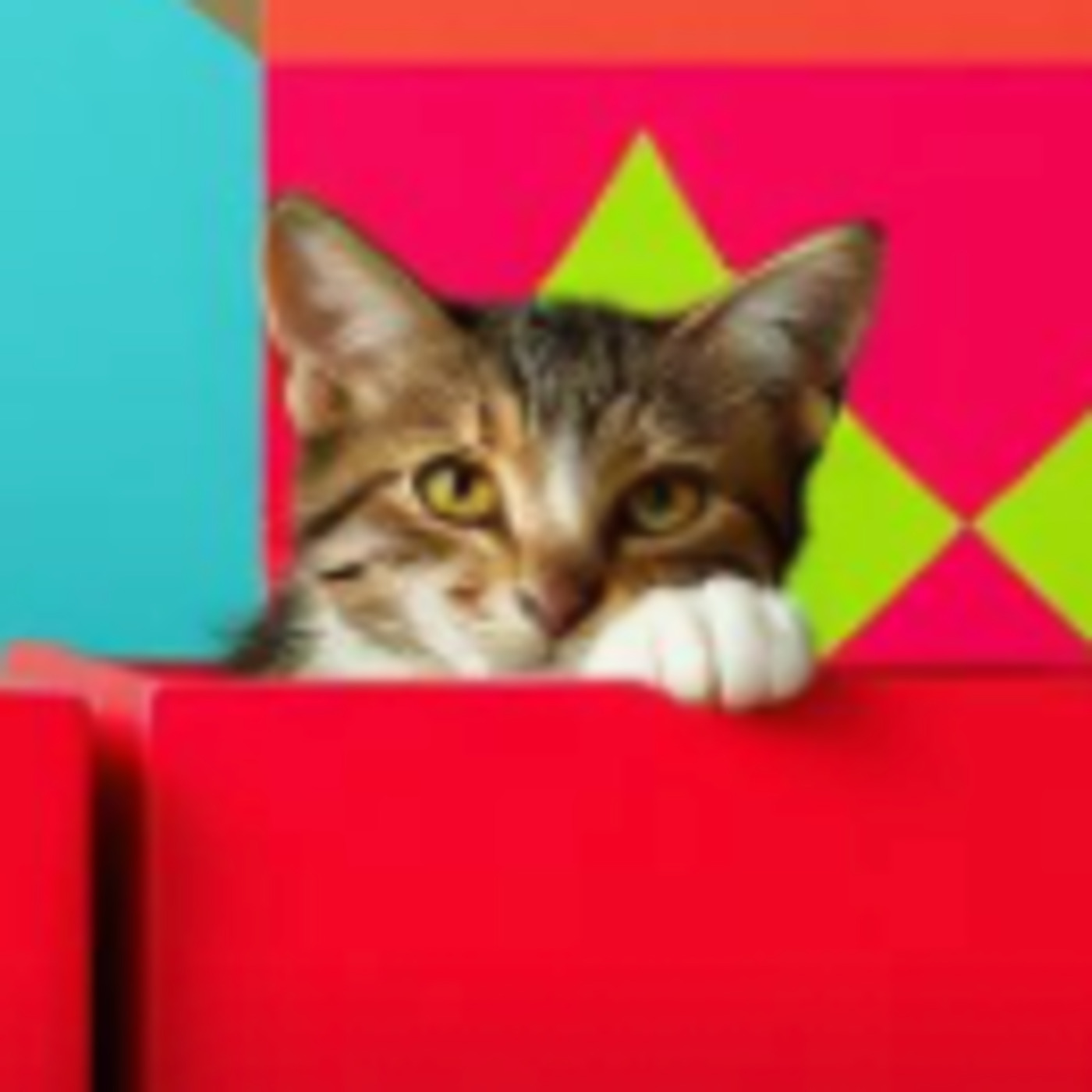 Kitty In A Box