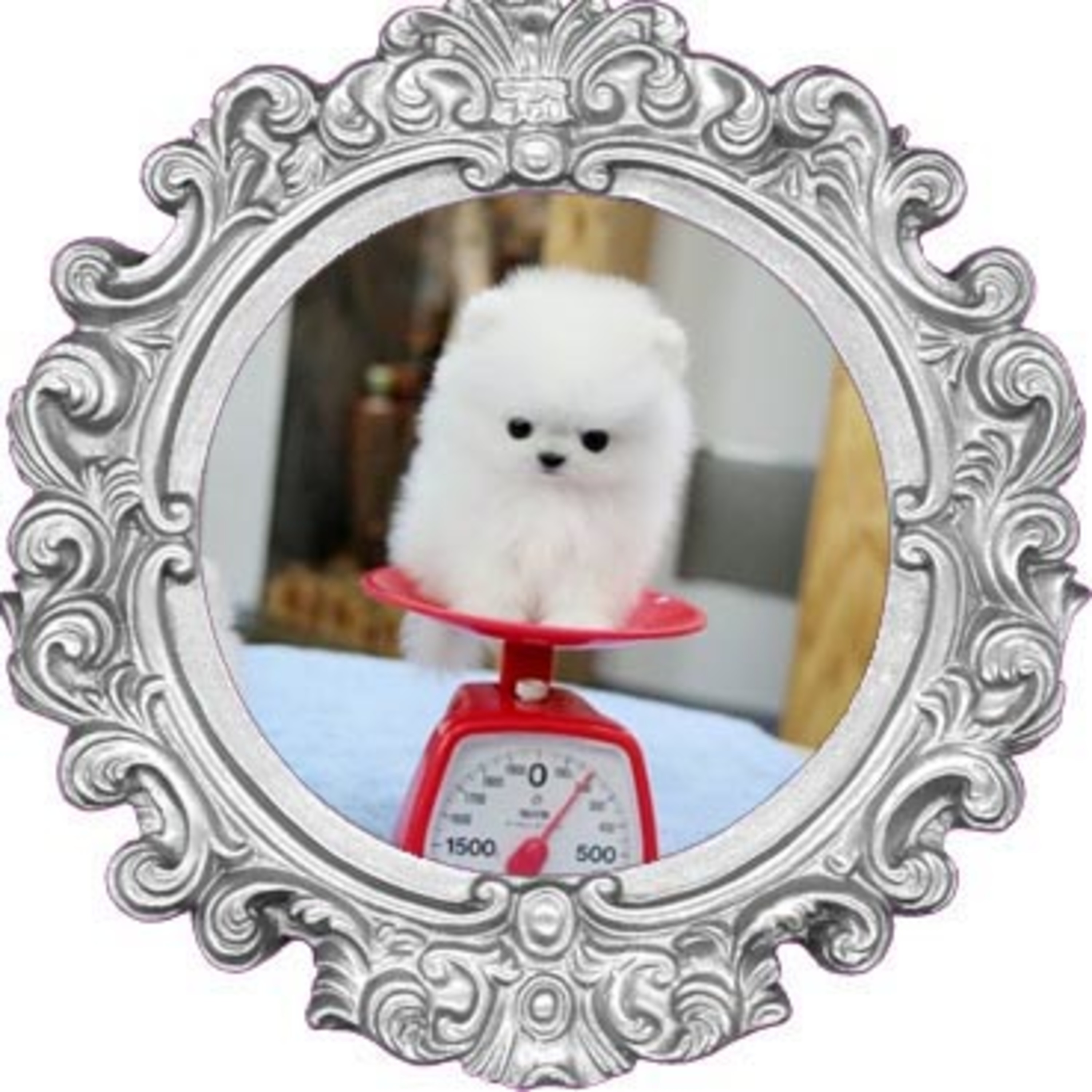 Teacup Yorkshire Puppies For Sale episode artwork