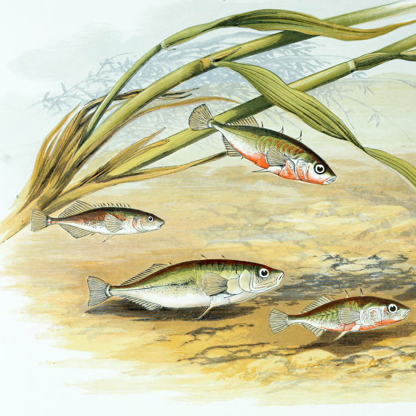 PDF) Fish rubbings, 'gyotaku', as a source of historical biodiversity data