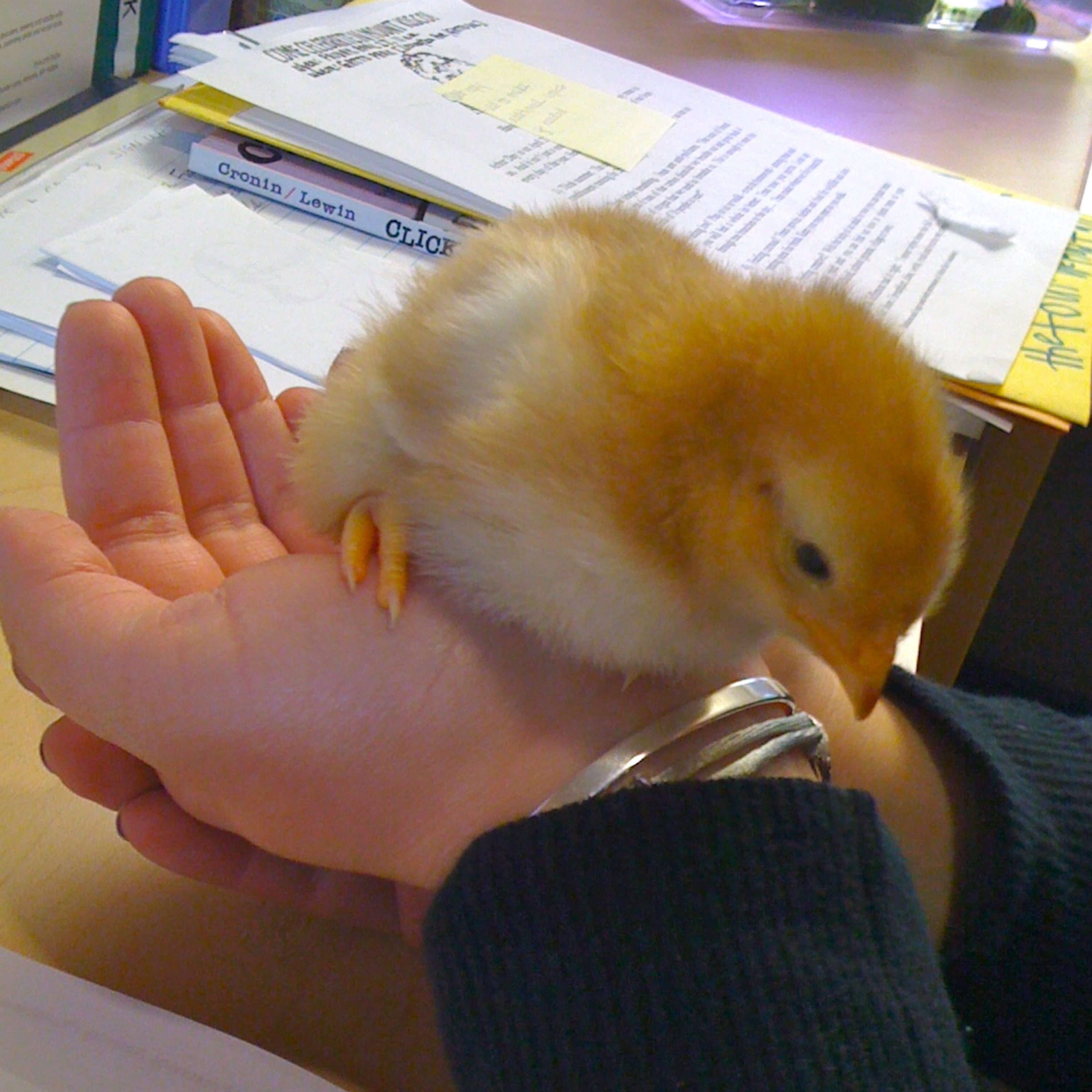 The Mount Kisco Library Podcast