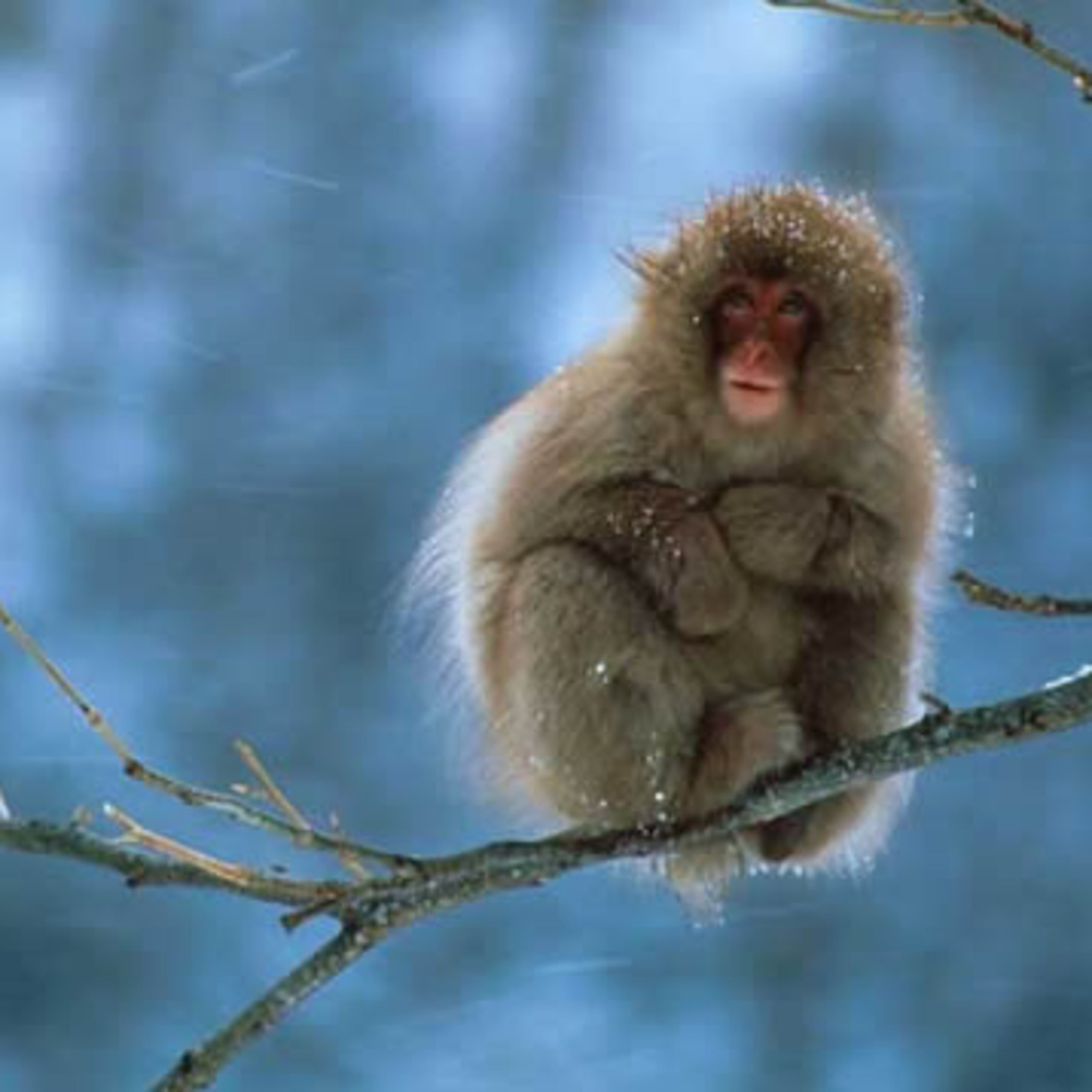 The Mount Kisco Library Podcast