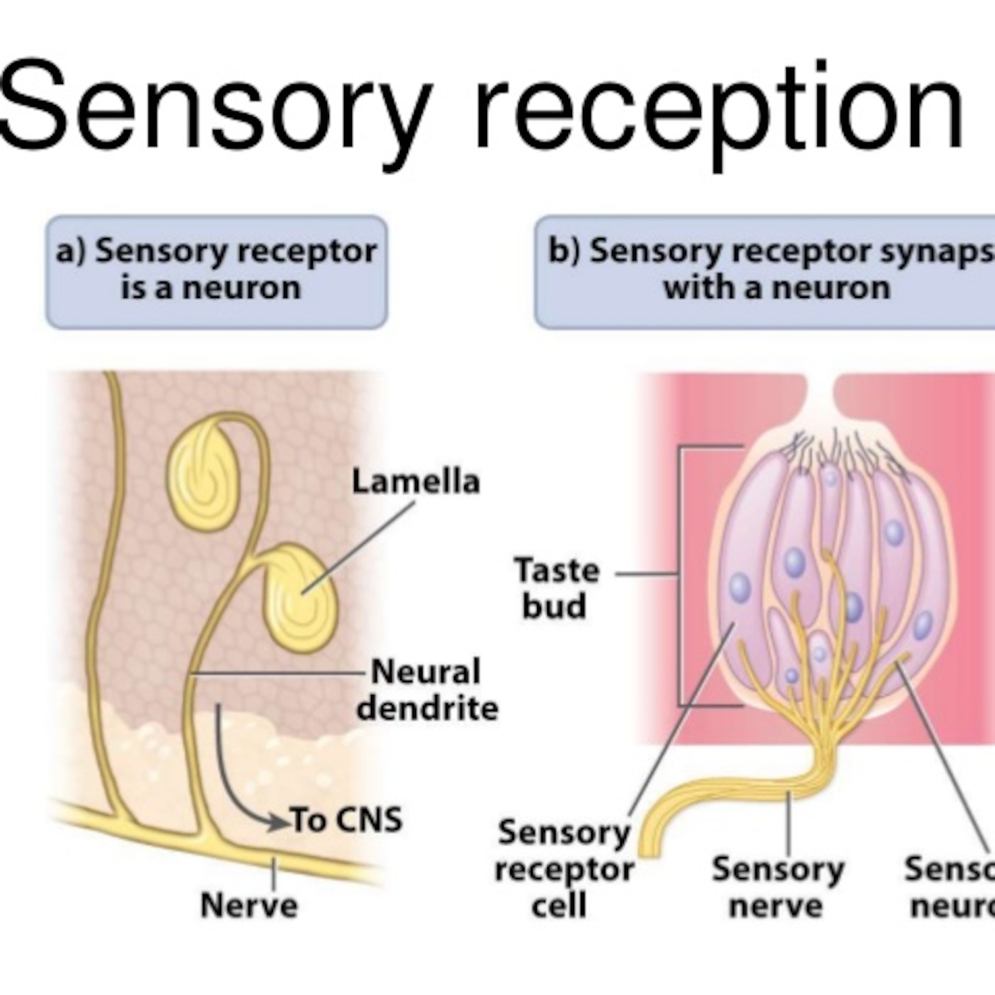 4 stages of sensory processing - U2 Psych