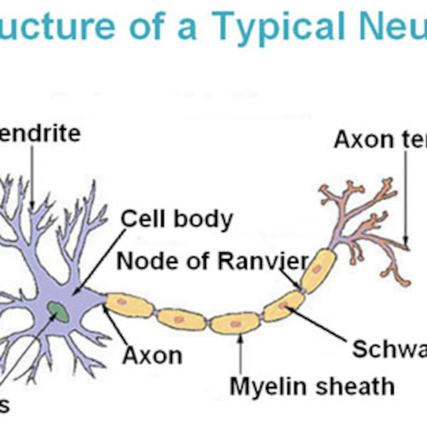 Structure of a neuron - VCE U3 Psych AOS1