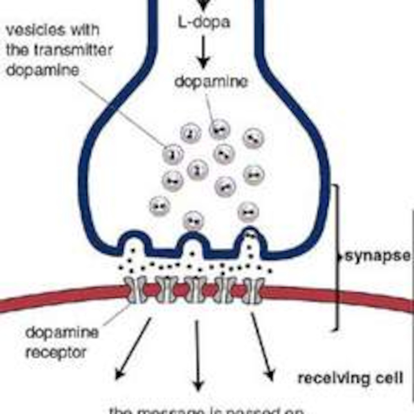 Neural basis of learning - VCE Psych