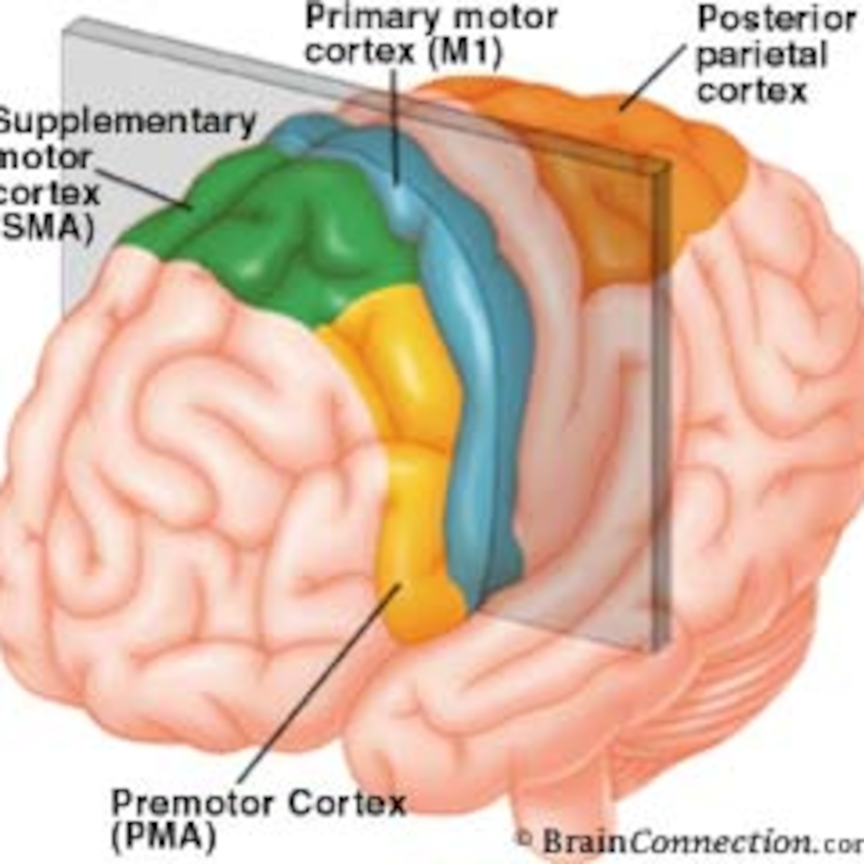 Brain zone. Премоторная и моторная зона коры. Двигательные зоны коры головного мозга. Сенсомоторная зона коры головного мозга.