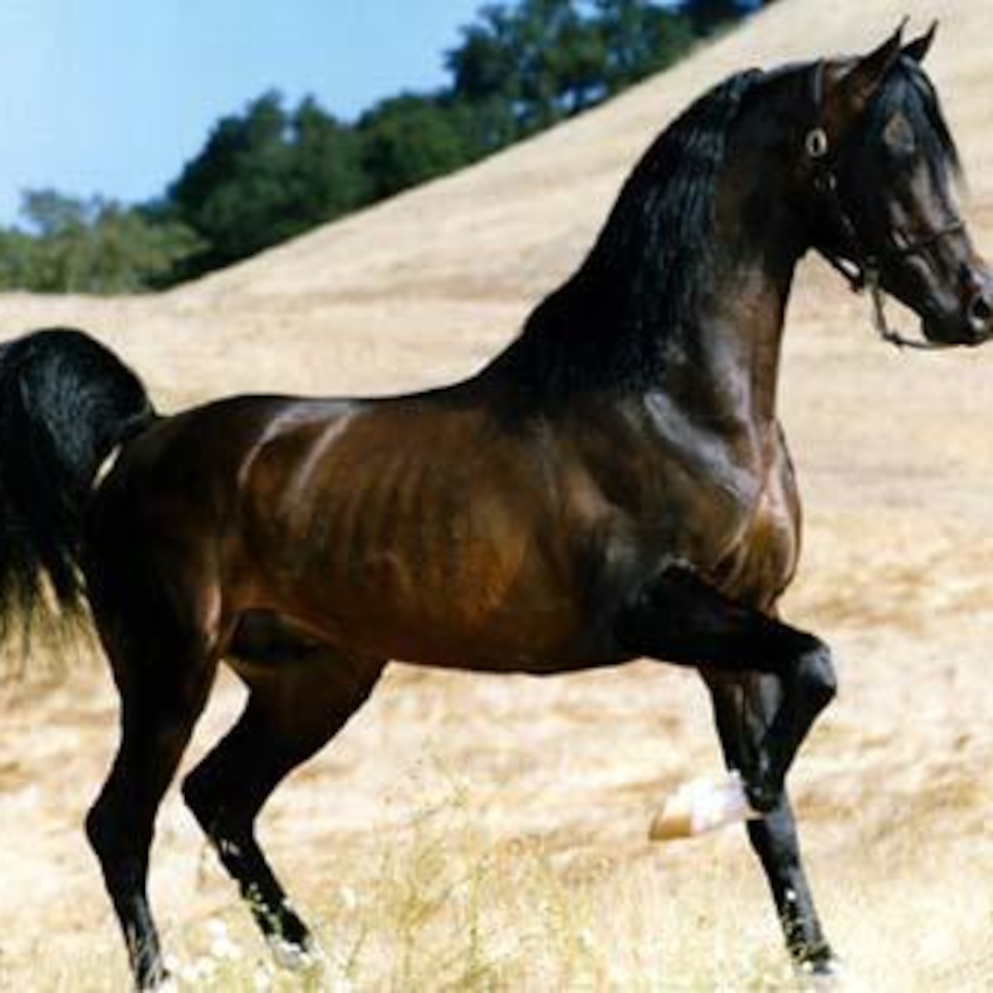 AM_Arabian Horses in  a Saharian Race episode artwork