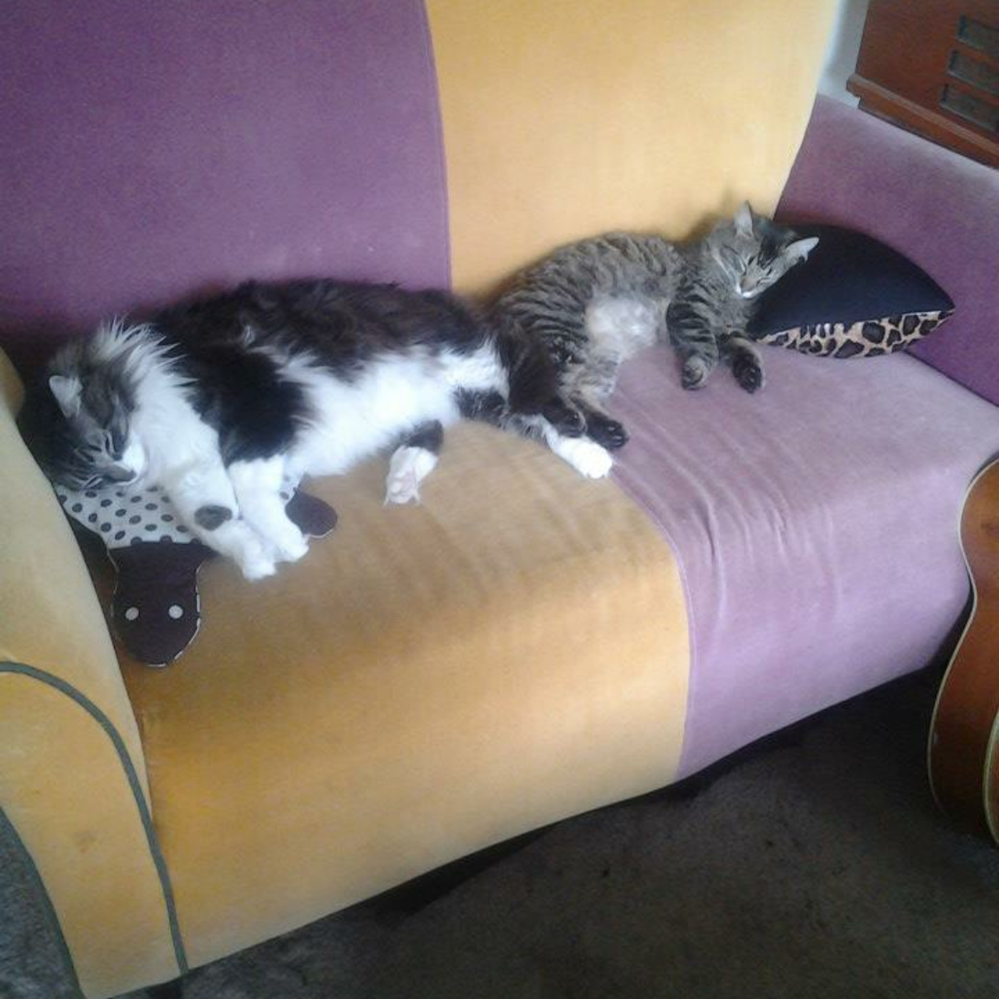 Cat Beast Party
