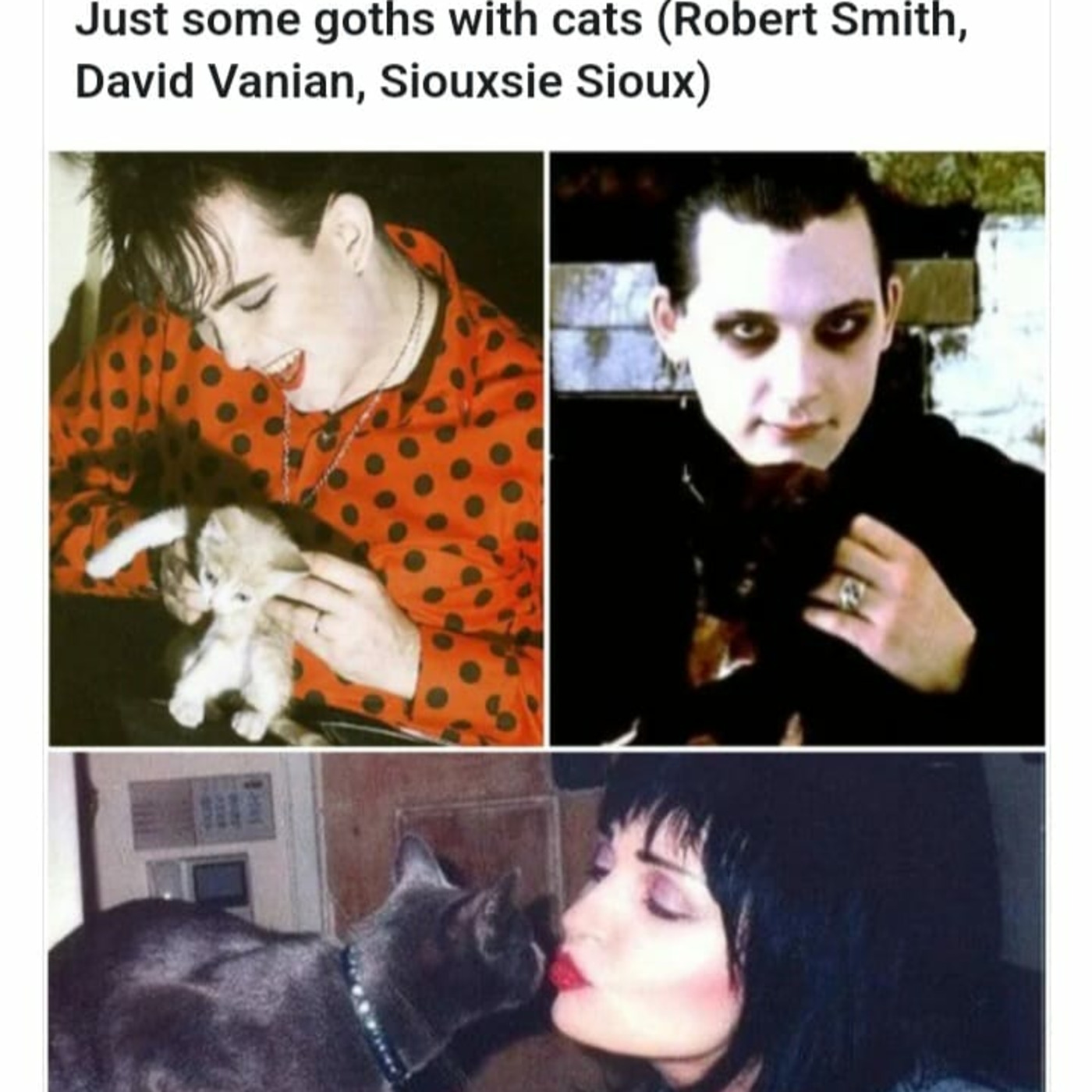 Cat Beast Party