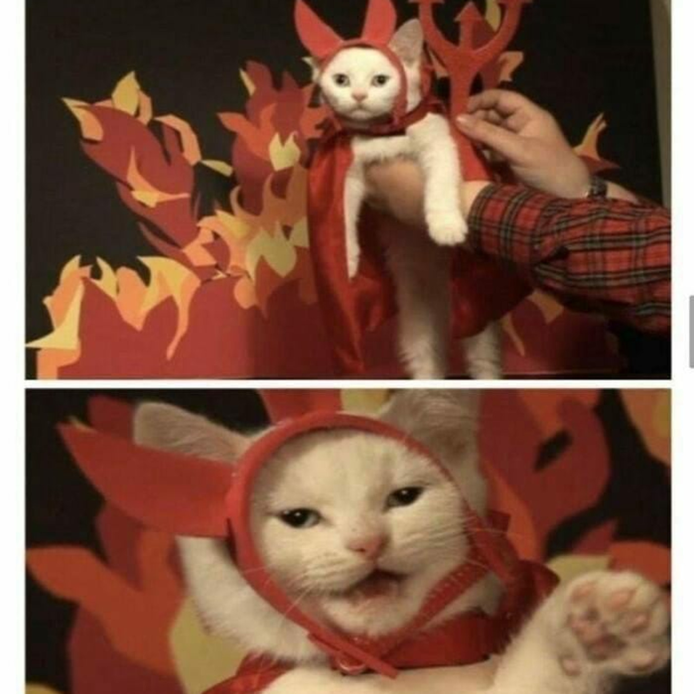 Cat Beast Party