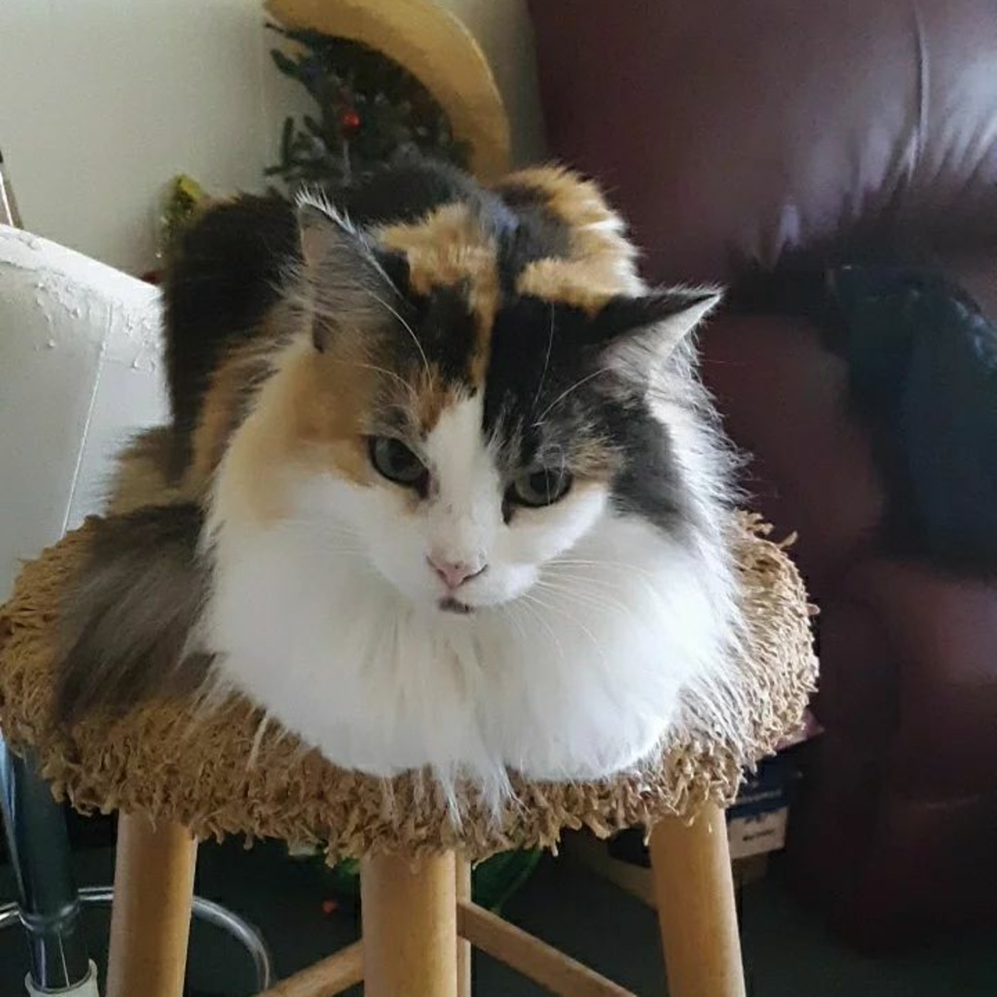 Cat Beast Party