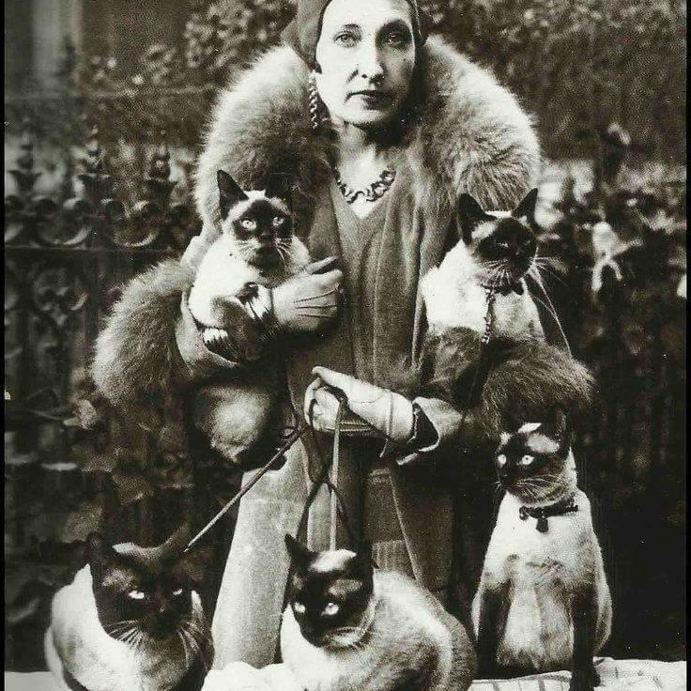 Cat Beast Party