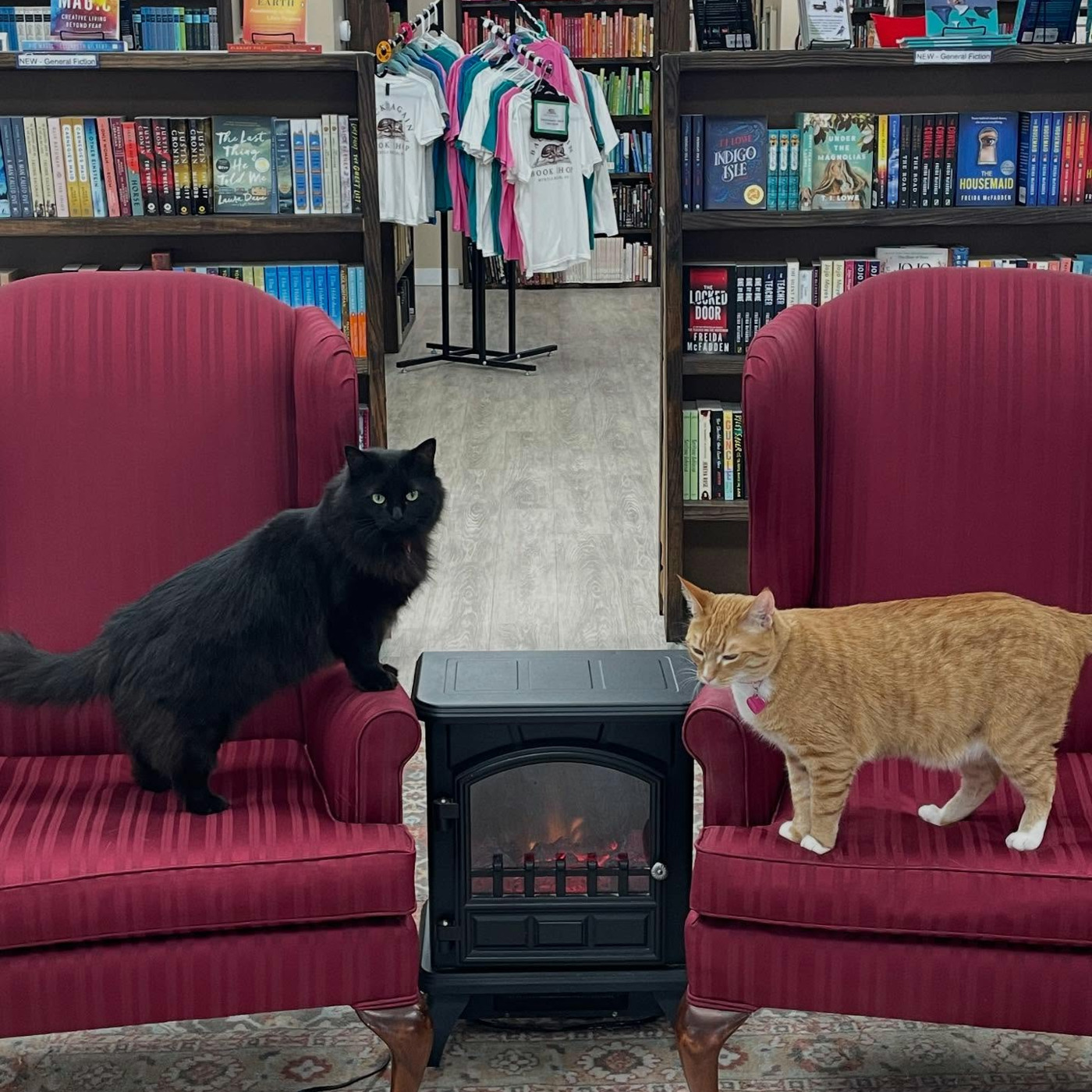 Cat Beast Party