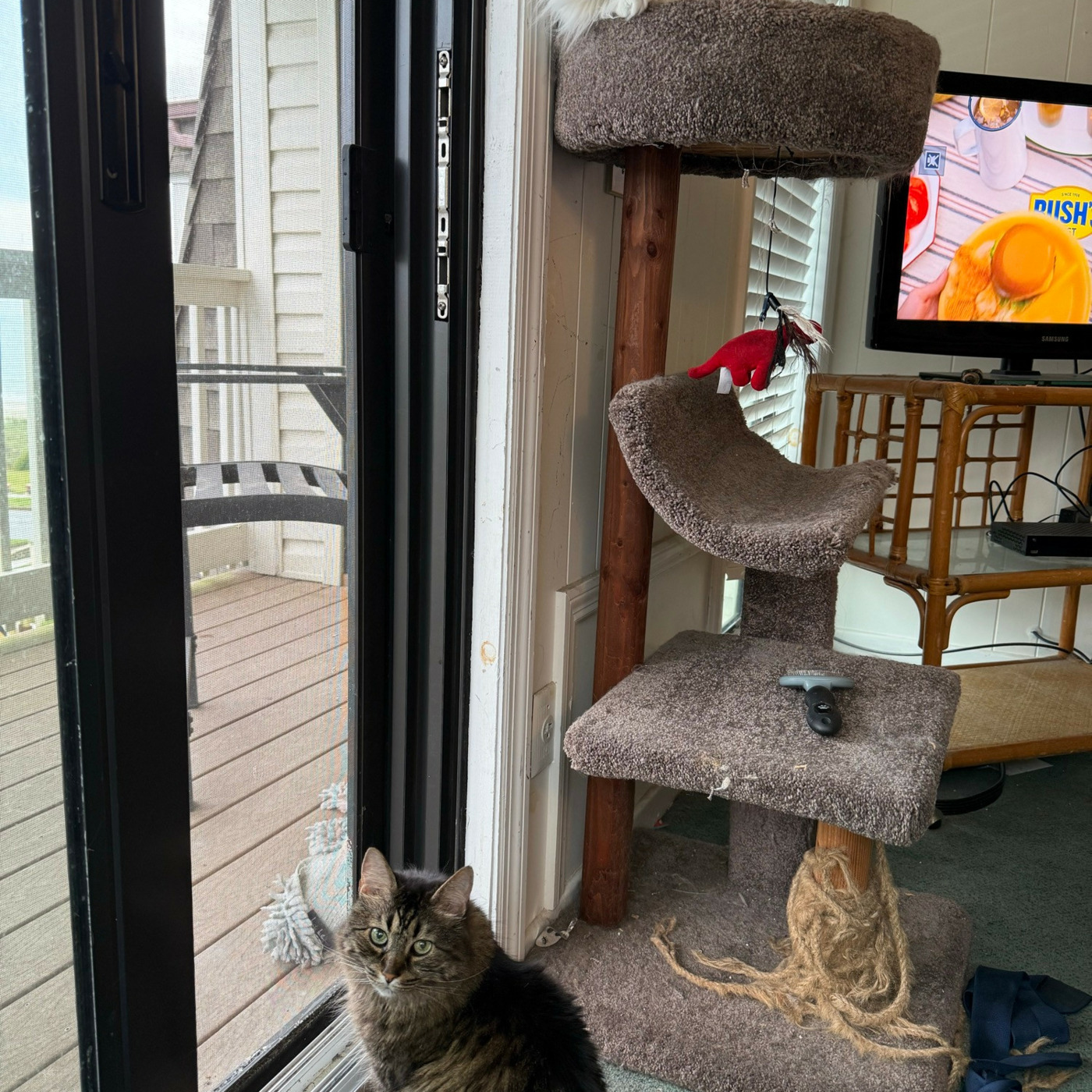 Cat Beast Party