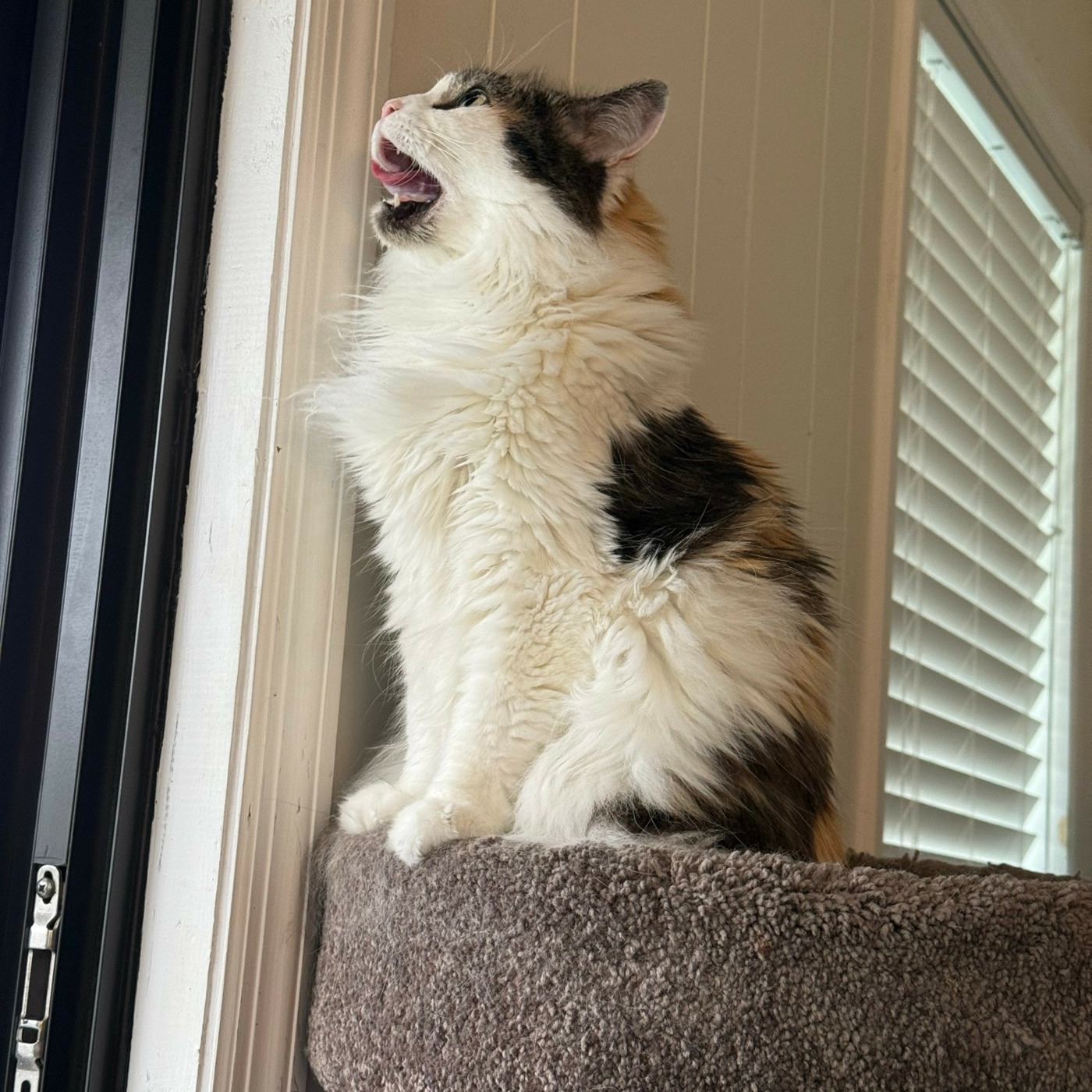 Cat Beast Party