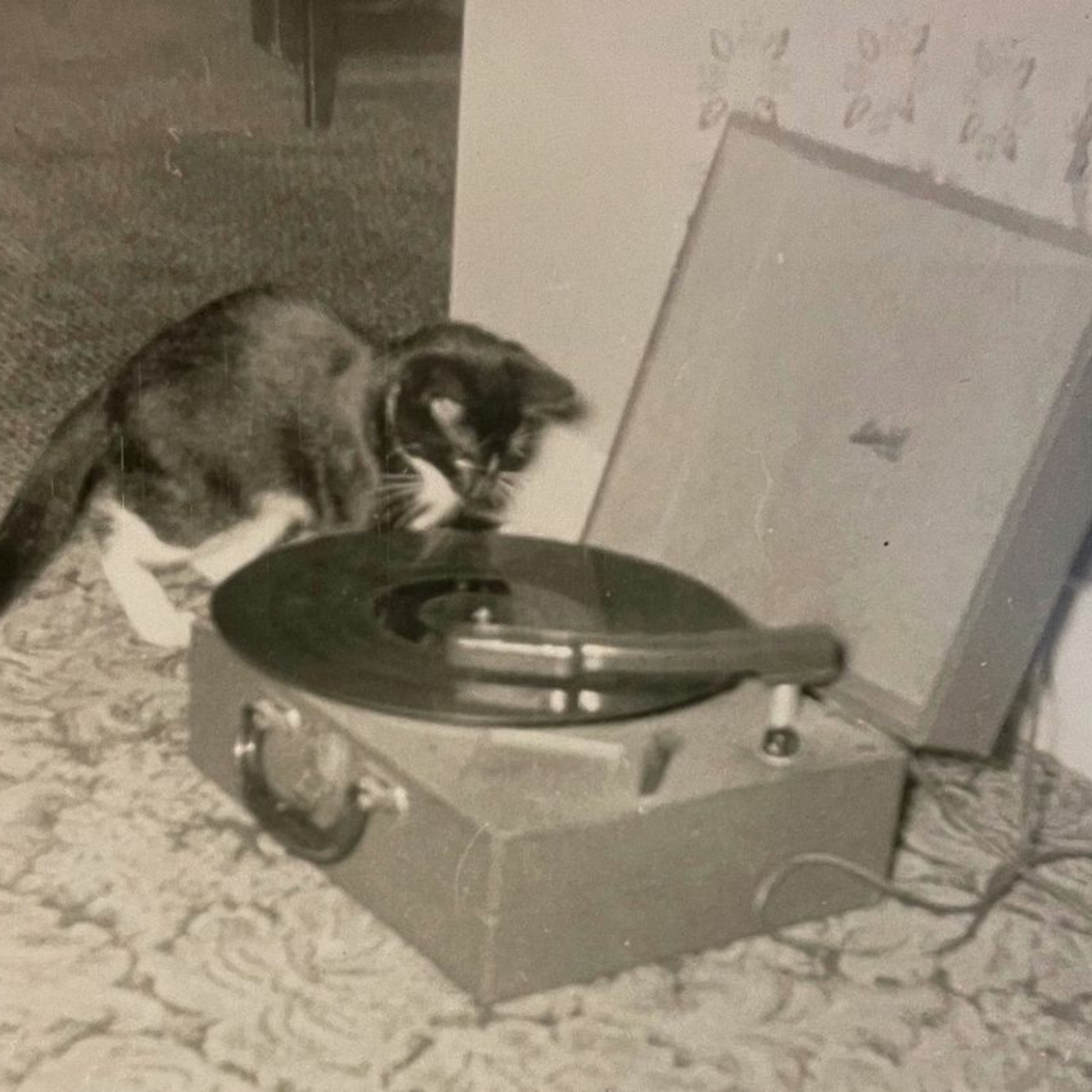 Cat Beast Party