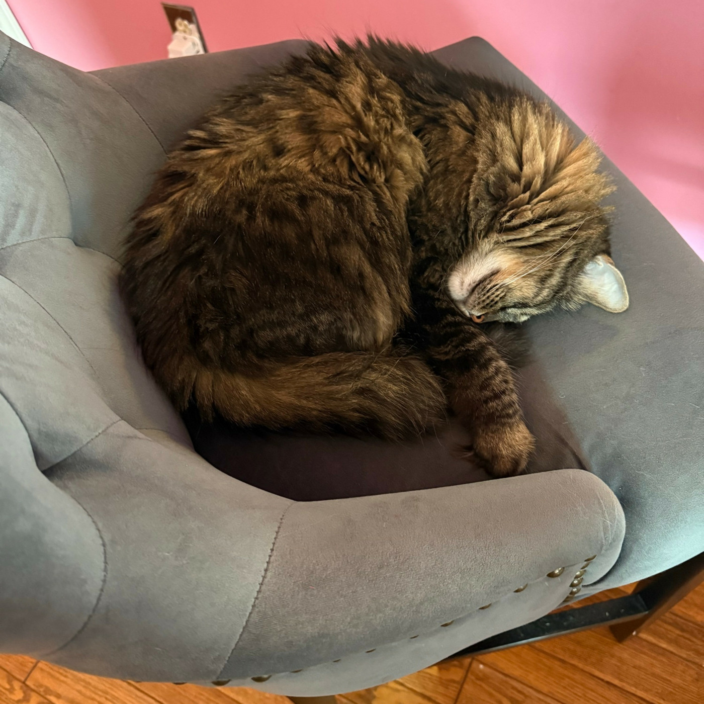 Cat Beast Party