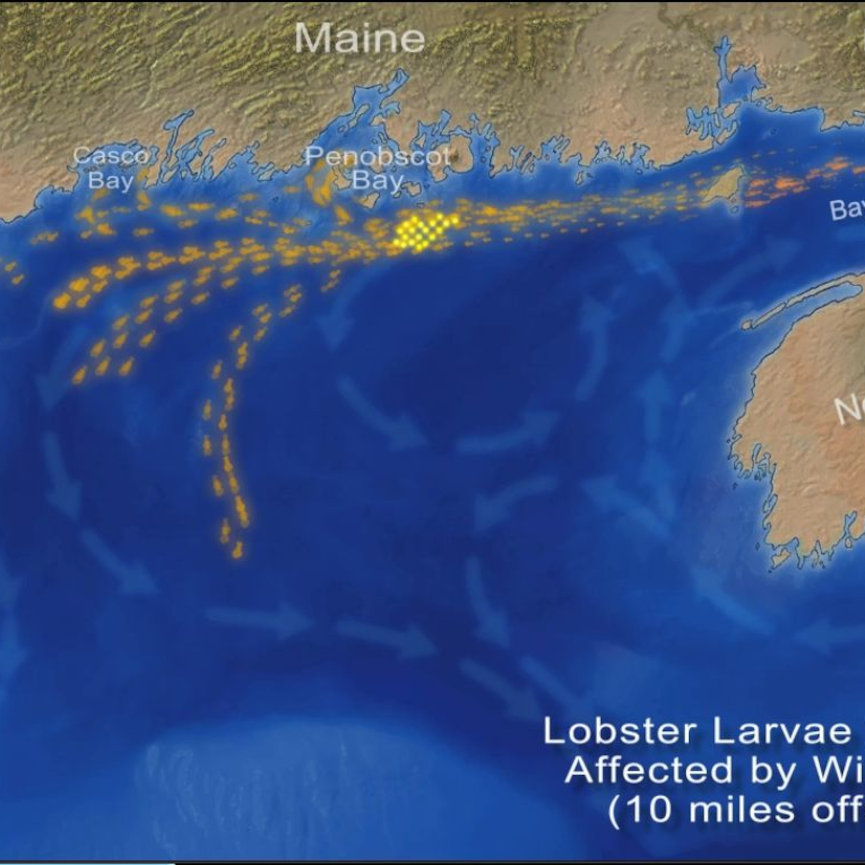 Gulf of Maine ocean wind extraction - effect on lobsters? and what are the ENGOs doing?