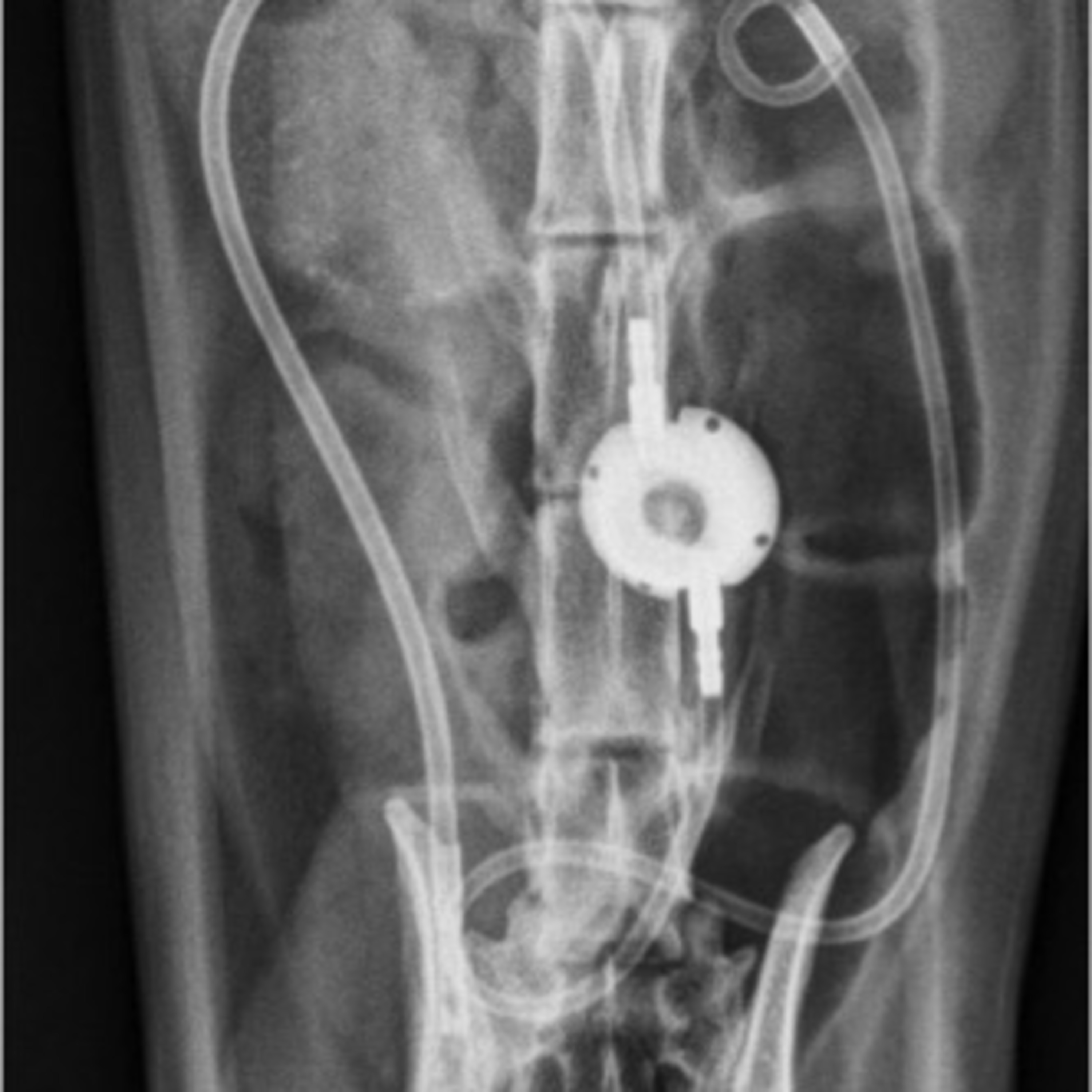 Hipercalcemia idiopática felina, cálculo ureteral e tratamento