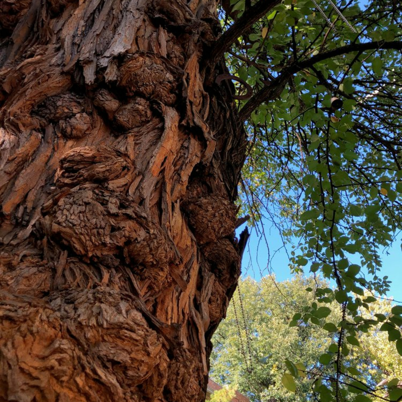 The Witches Tree