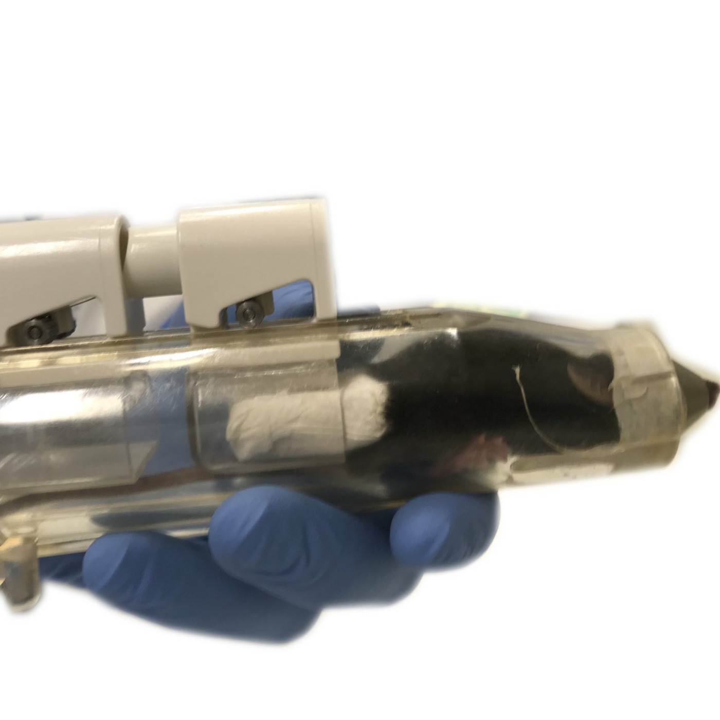 Animal-Free Science Advocacy